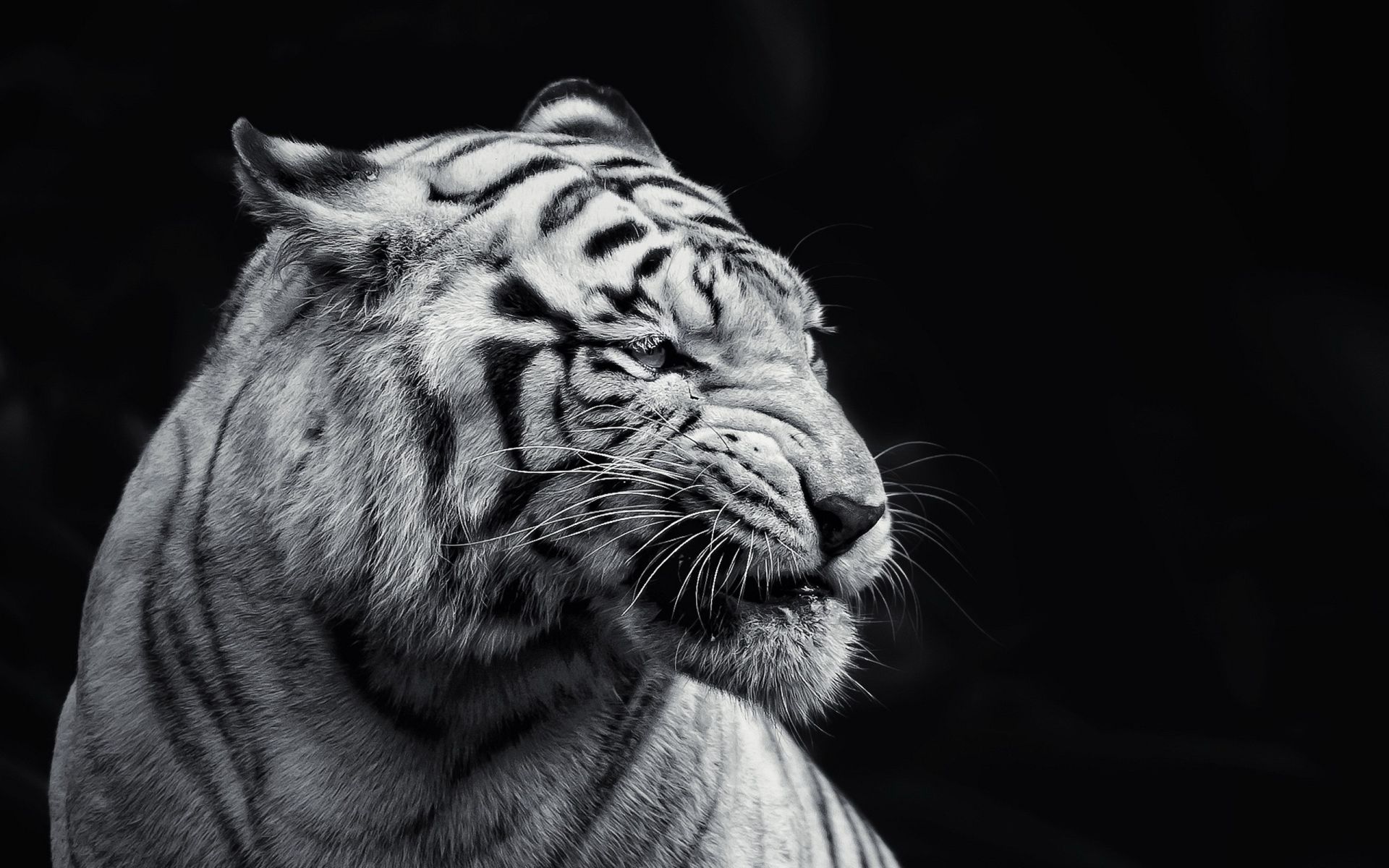 Black Tiger Hd Wallpapers