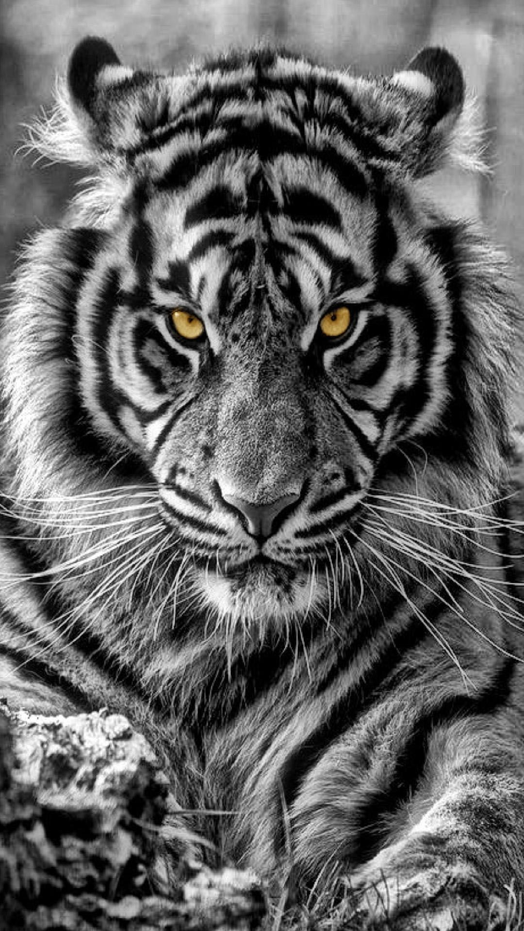 Black Tiger Hd Wallpapers