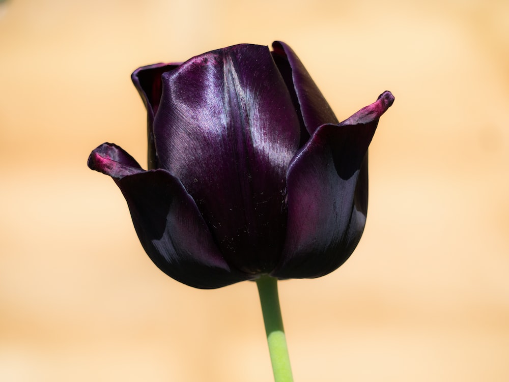 Black Tulip Wallpapers