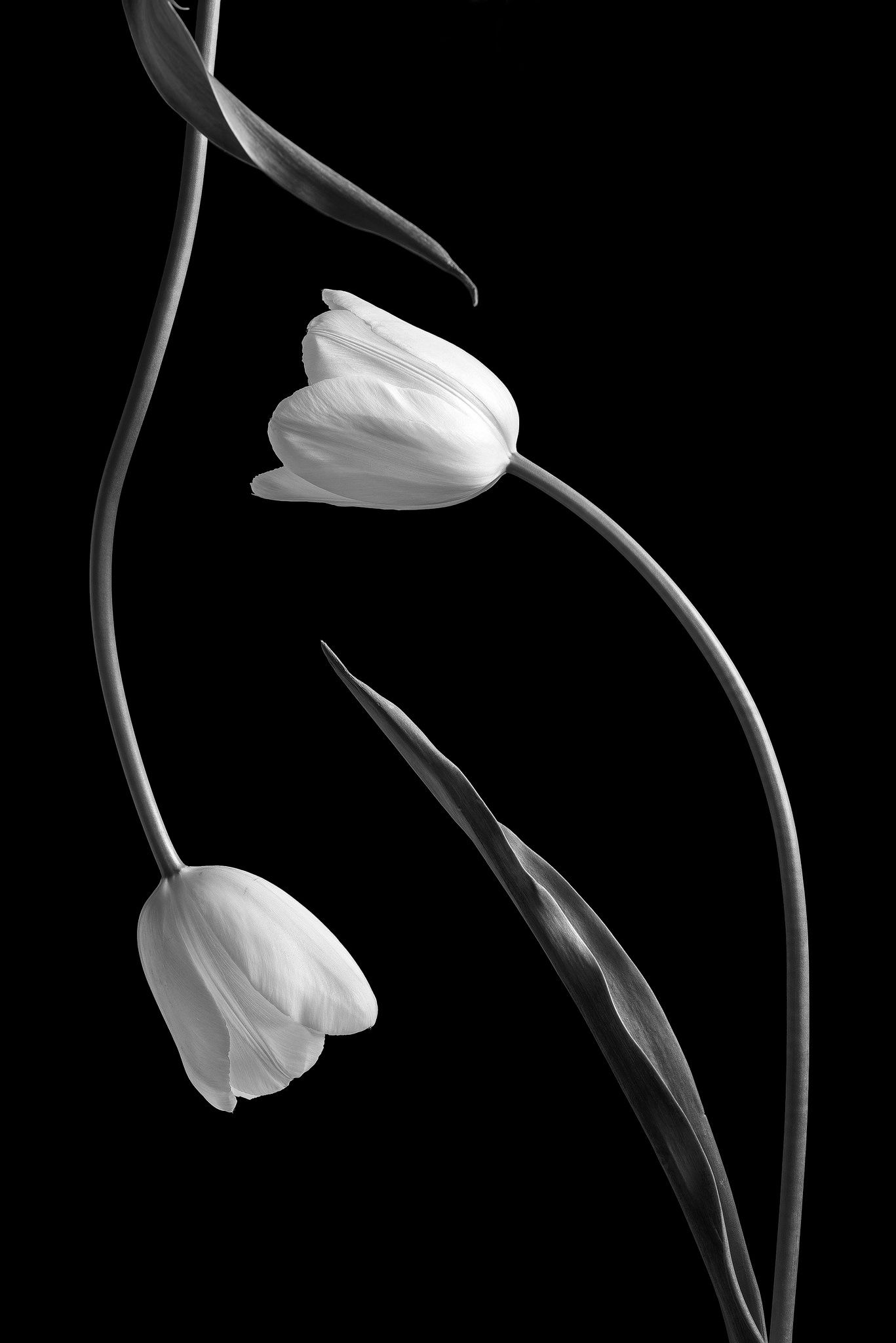 Black Tulip Wallpapers