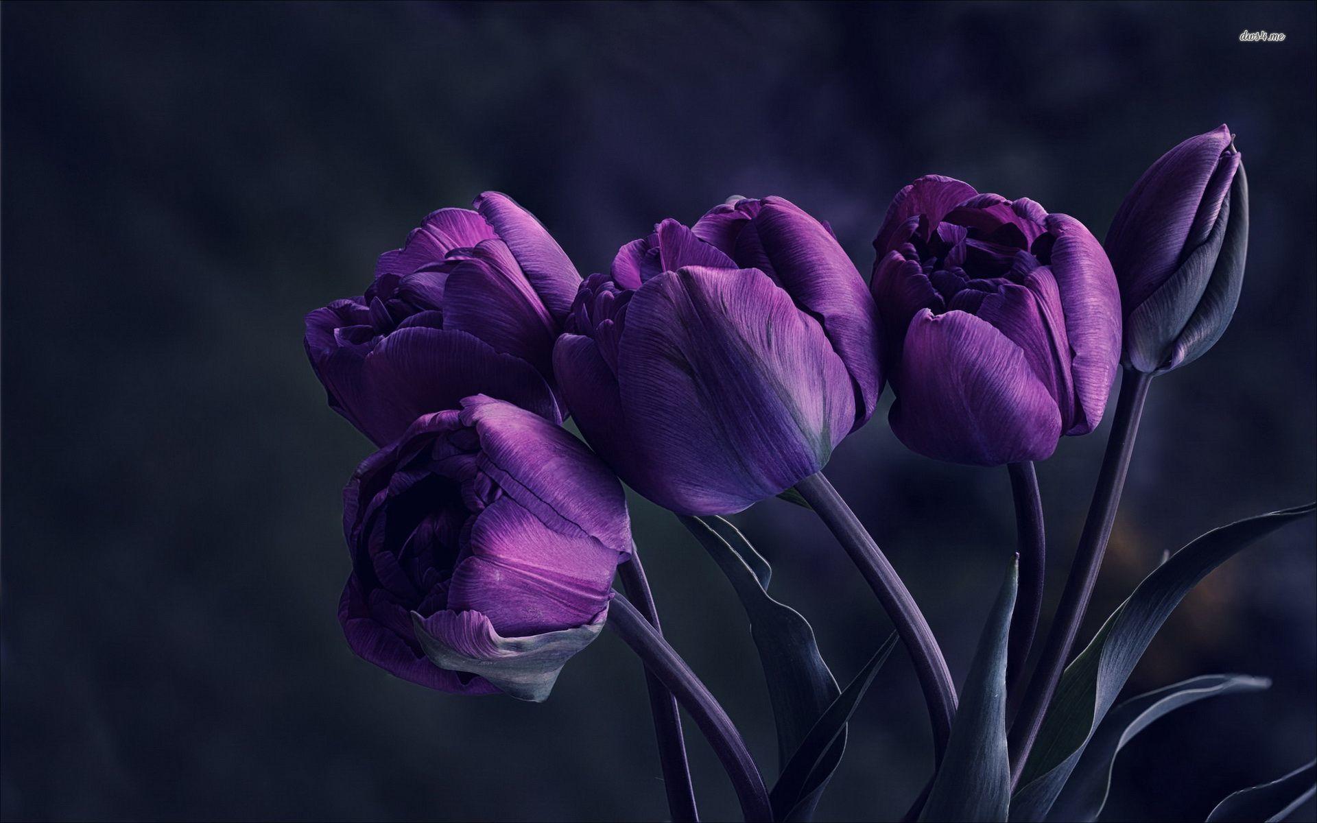 Black Tulip Wallpapers