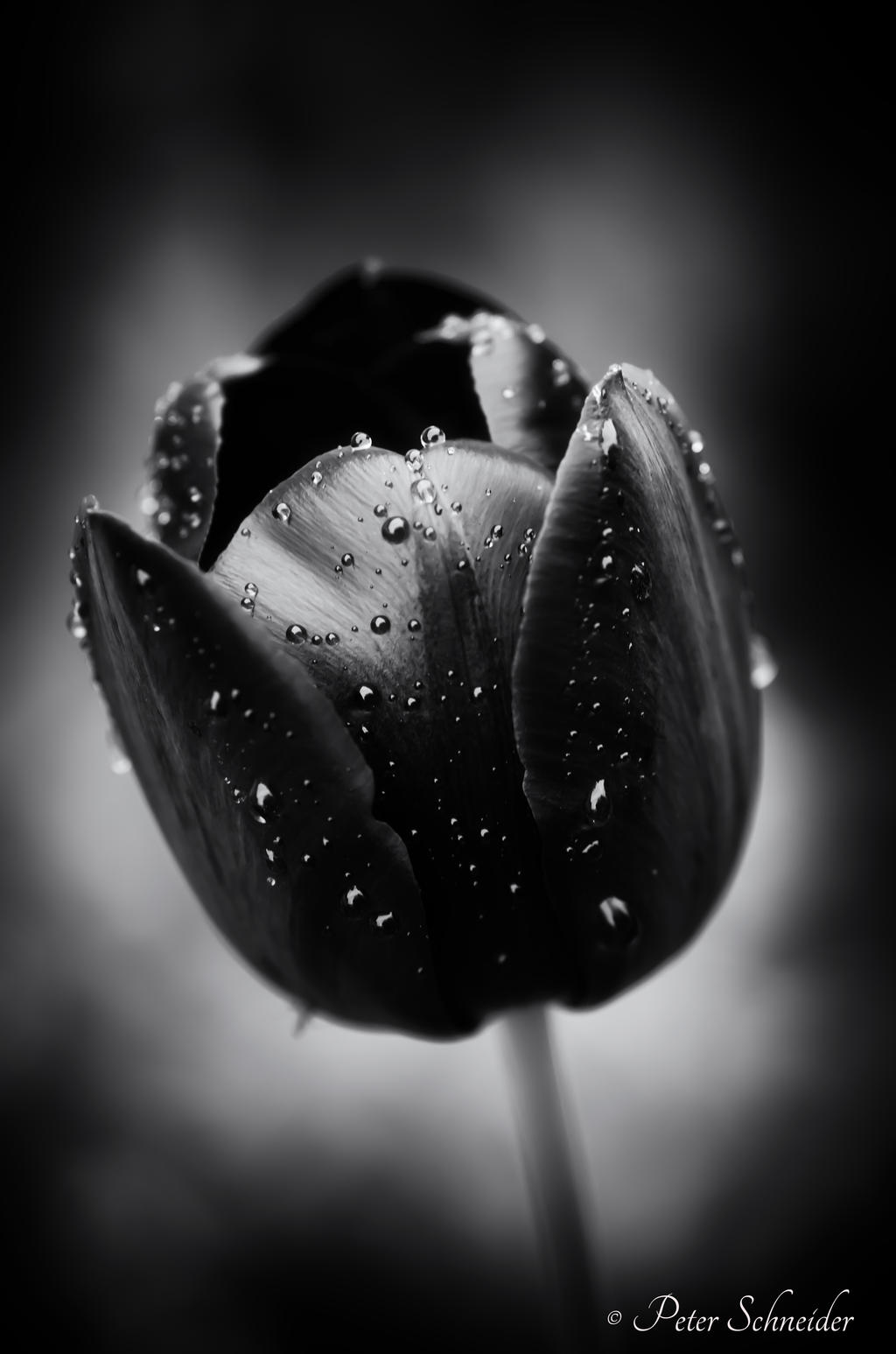 Black Tulip Wallpapers