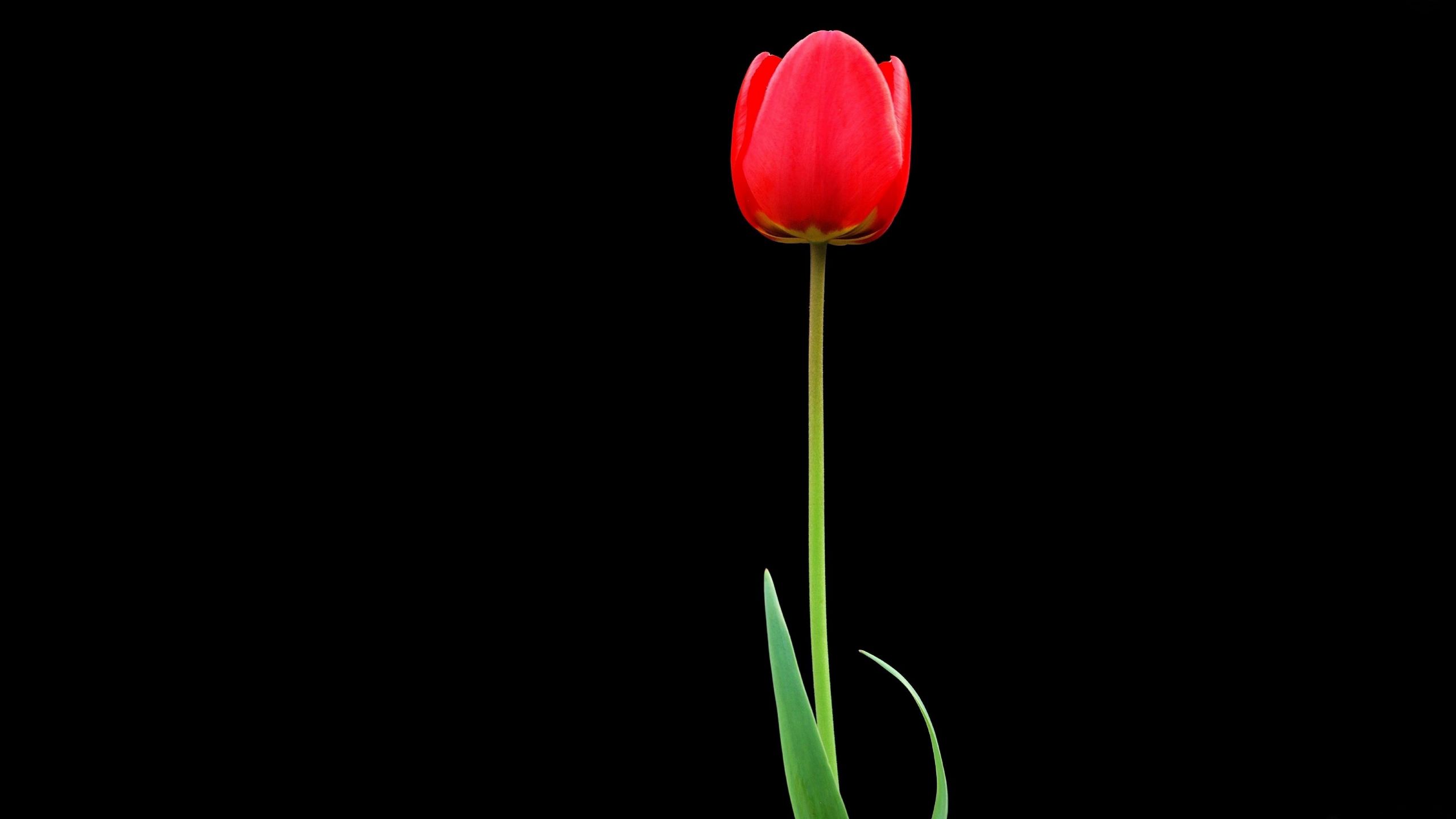 Black Tulip Wallpapers