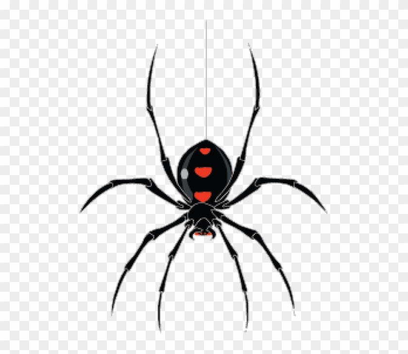 Black Widow Spider Wallpapers