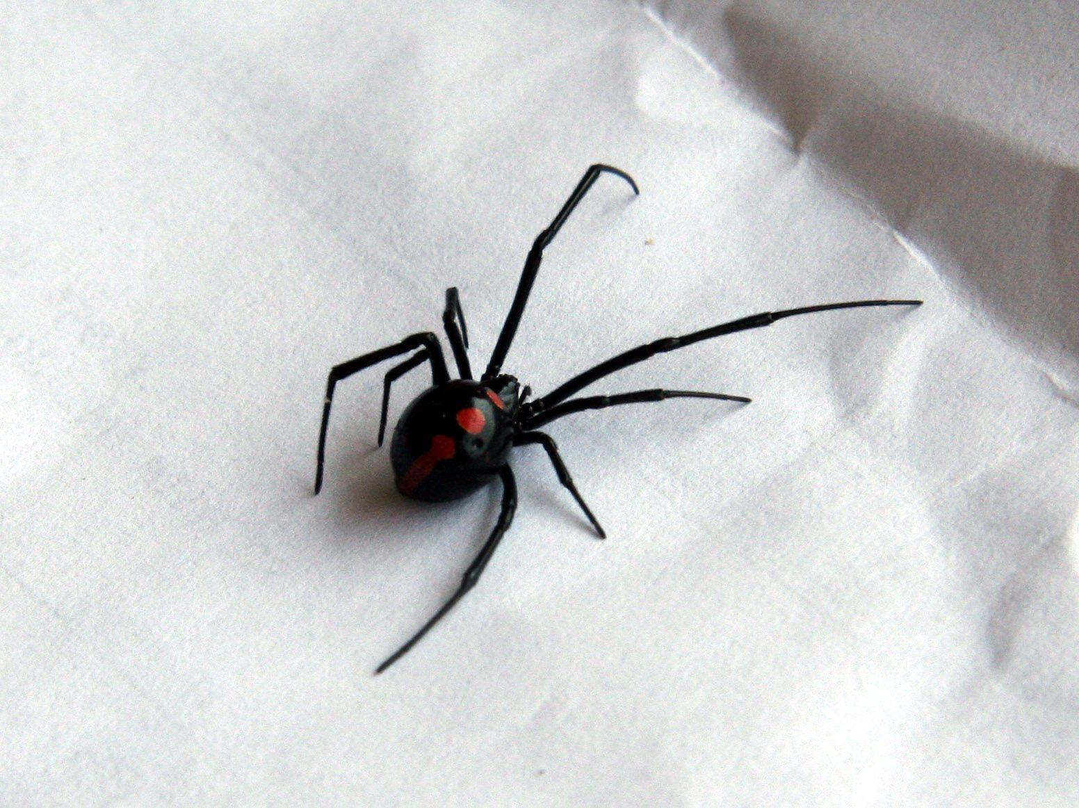 Black Widow Spider Wallpapers