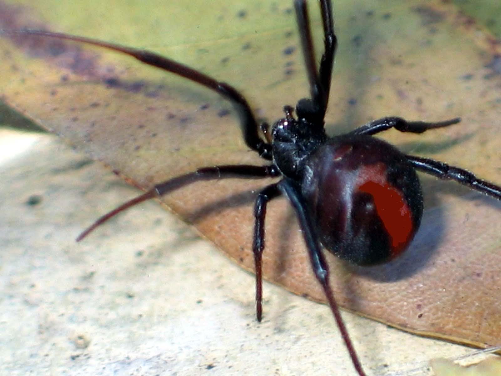 Black Widow Spider Wallpapers