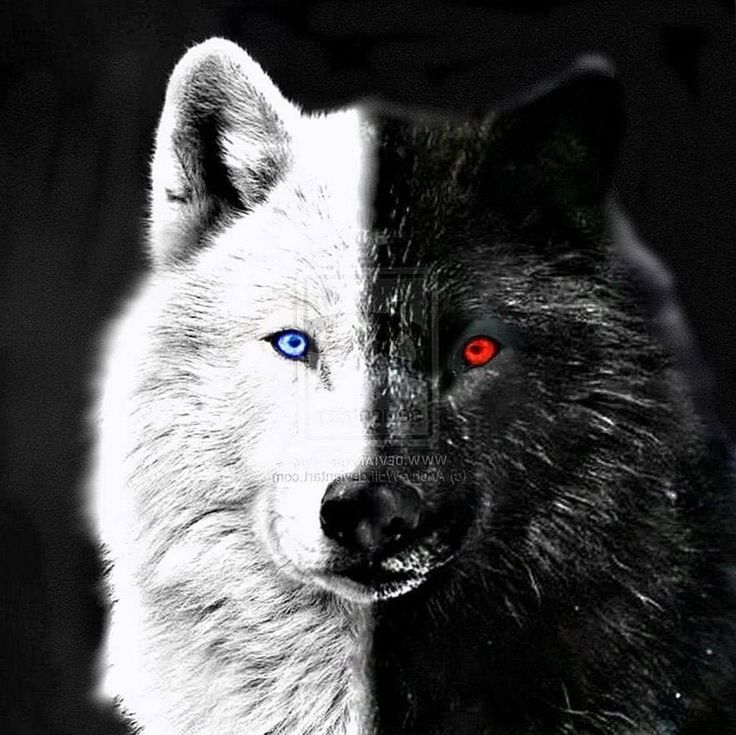 Black Wolf Red Eyes Wallpapers