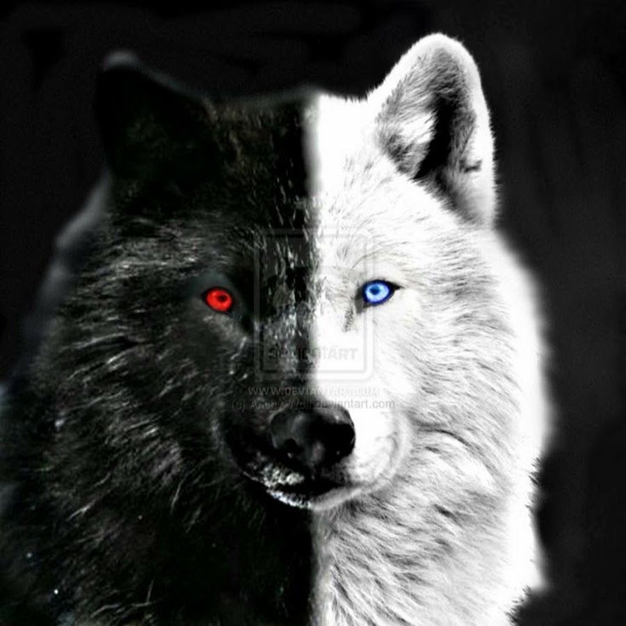 Black Wolf Red Eyes Wallpapers