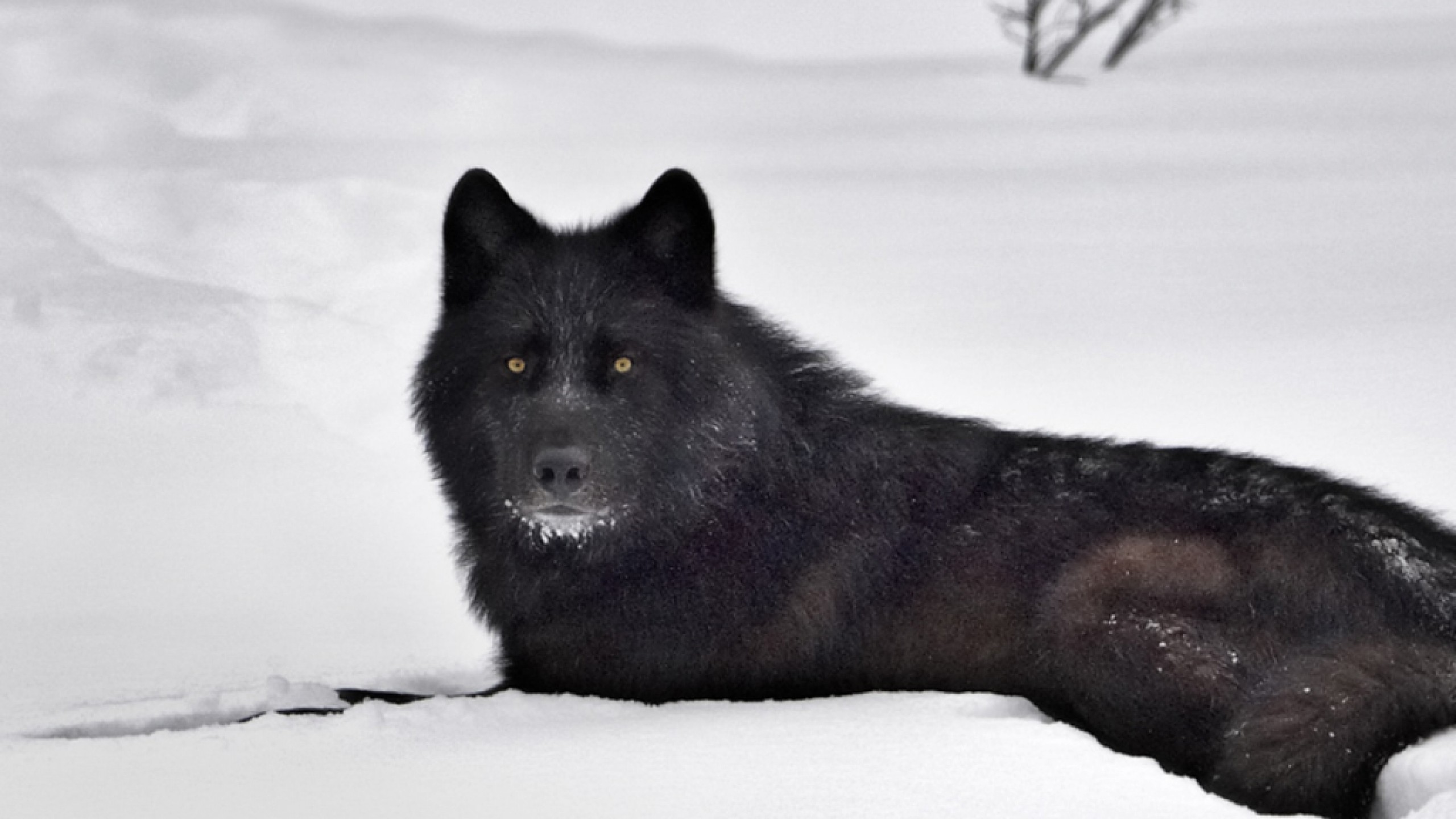 Black Wolf Red Eyes Wallpapers