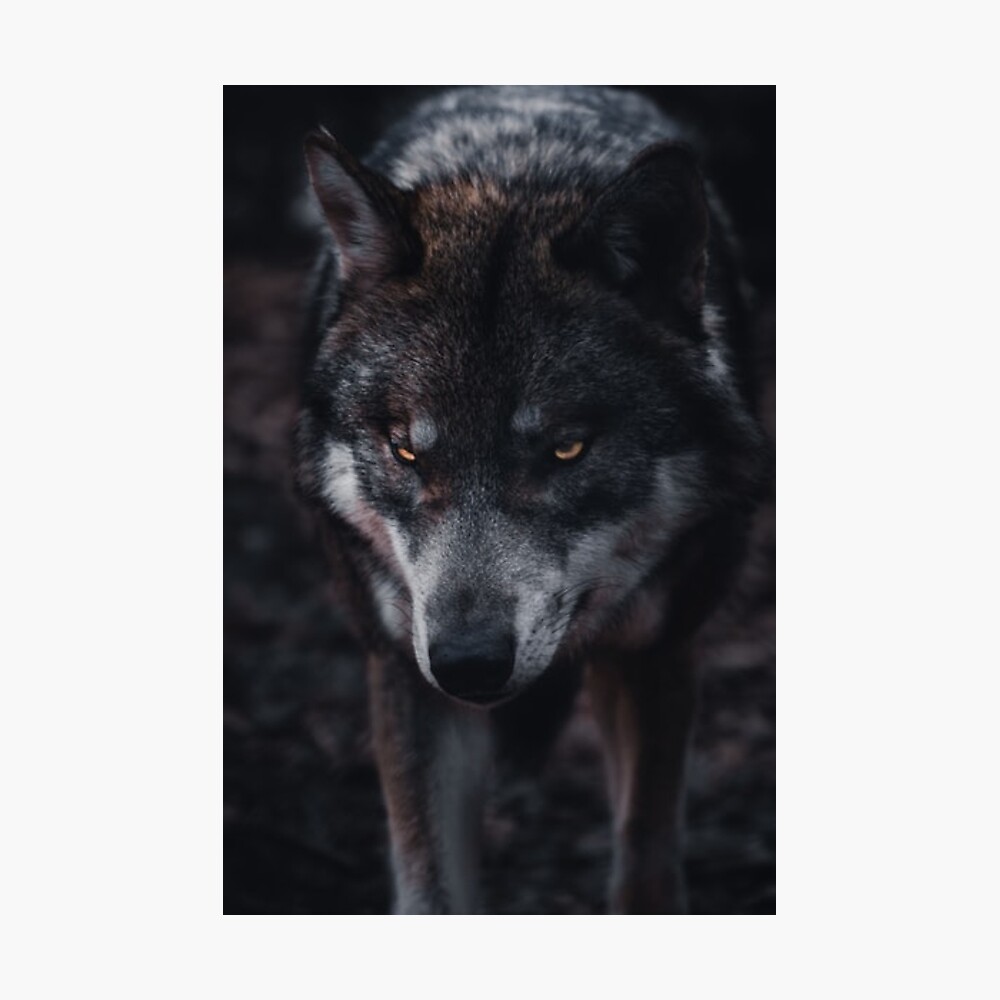 Black Wolf Red Eyes Wallpapers