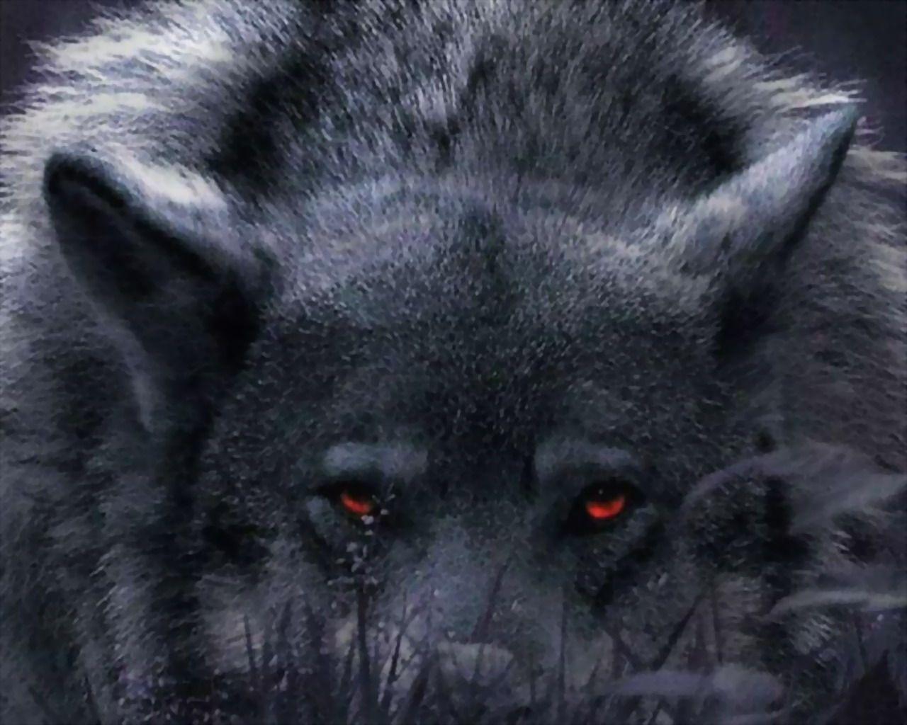 Black Wolf Red Eyes Wallpapers