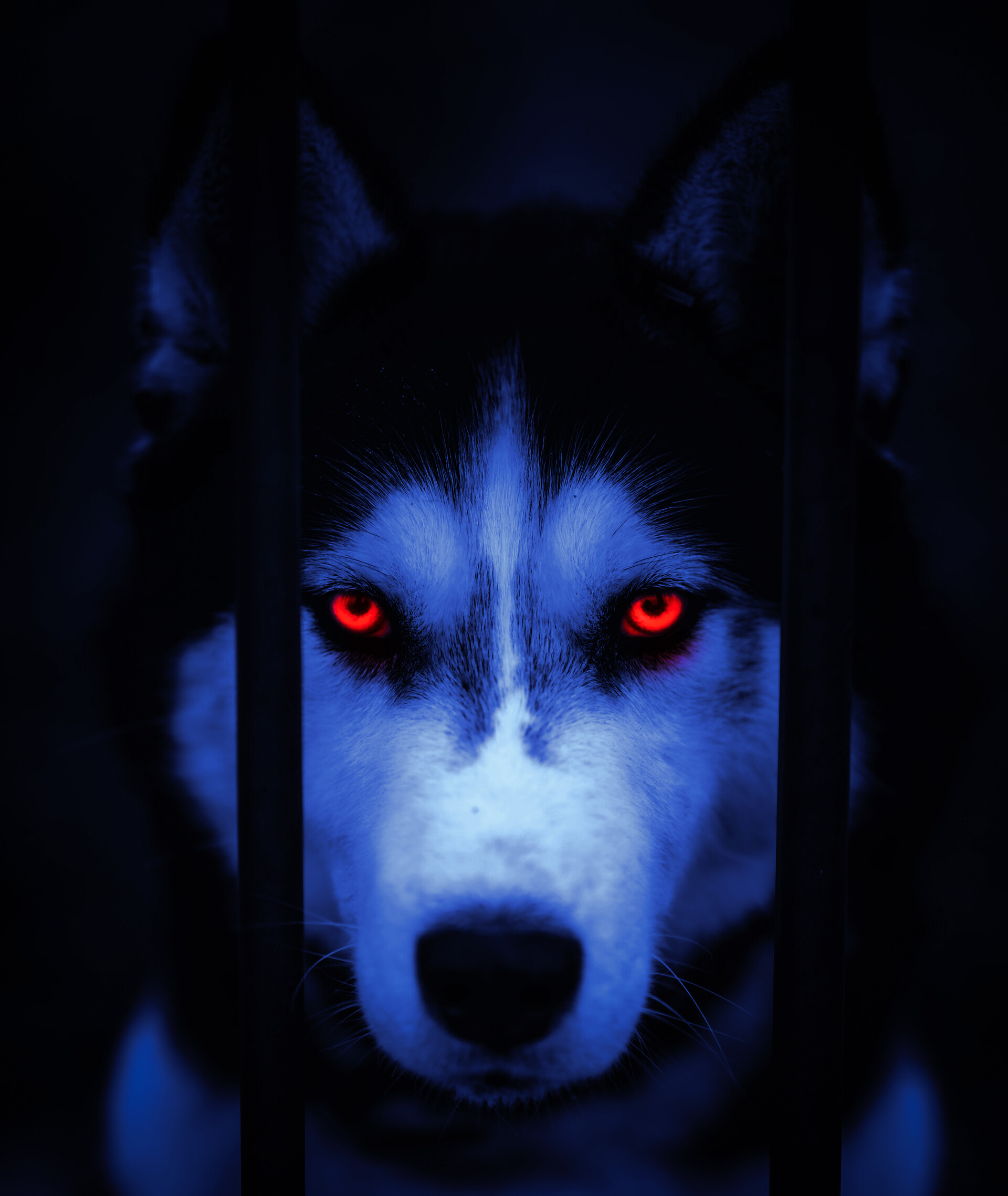 Black Wolf Red Eyes Wallpapers