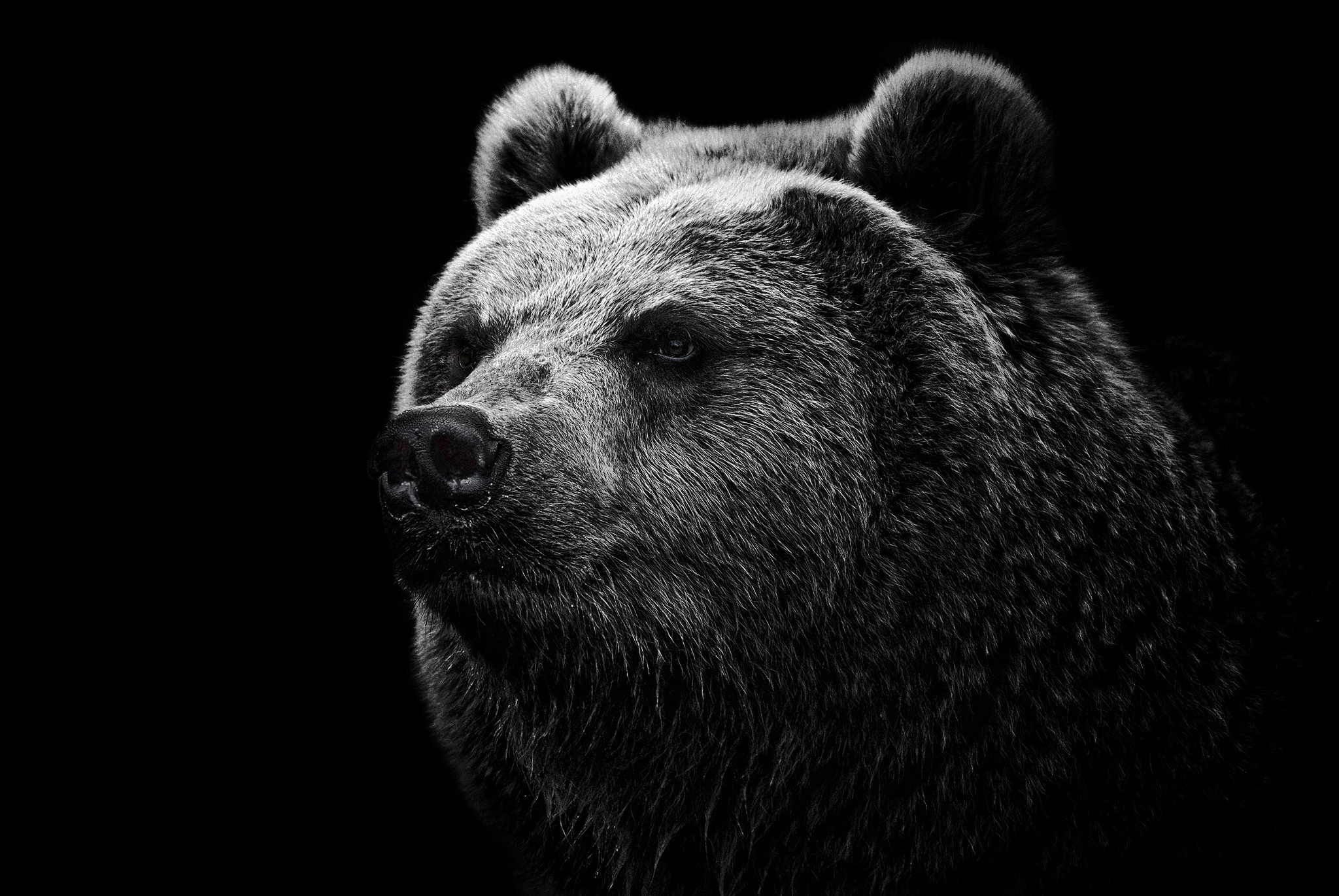 Blackbear Hd Wallpapers