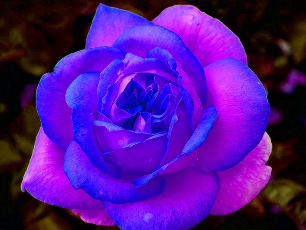 Blue And Purple Roses Wallpapers