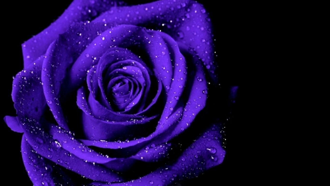 Blue And Purple Roses Wallpapers