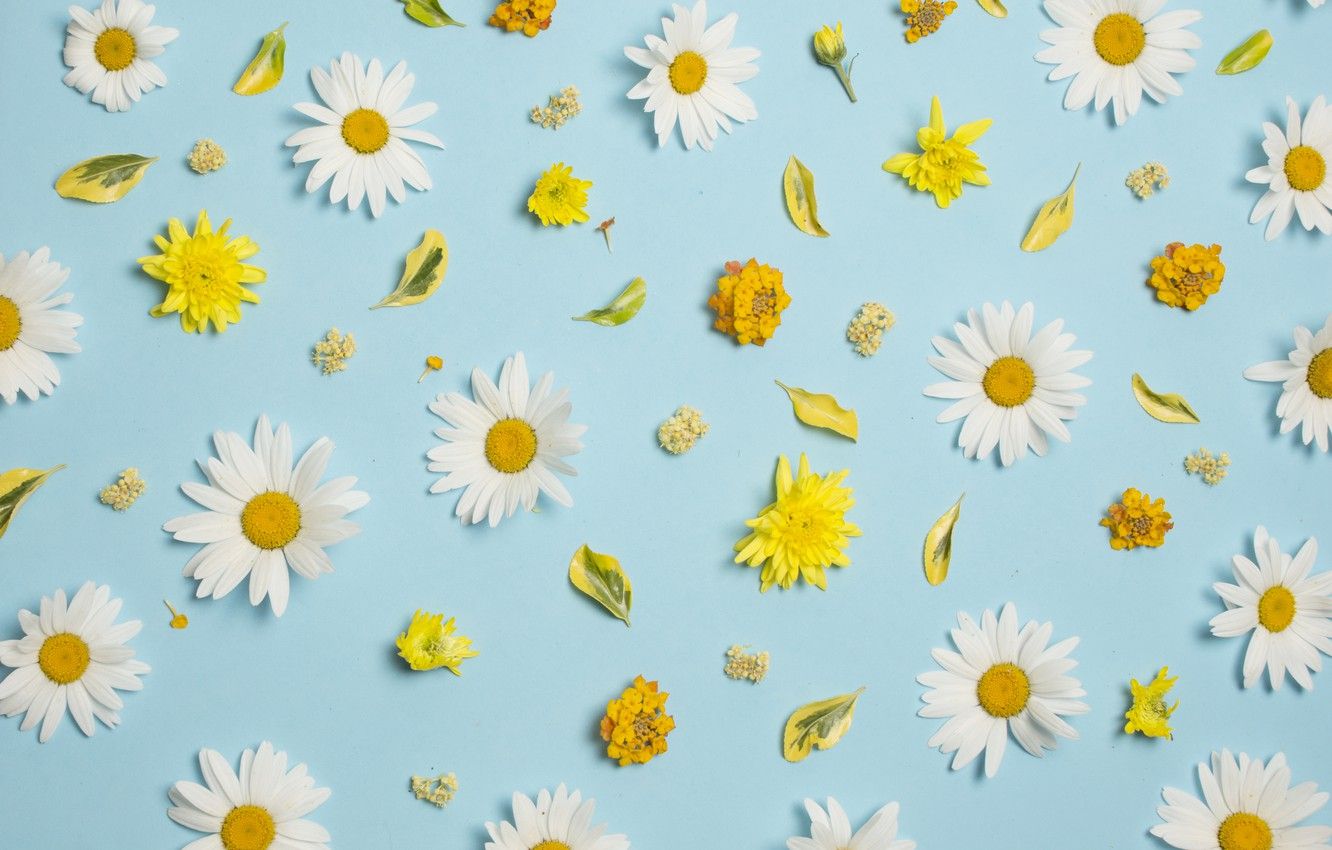 Blue And Yellow Flower Wallpapers