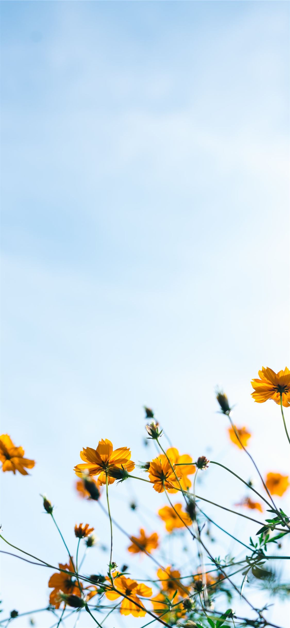 Blue And Yellow Flower Wallpapers