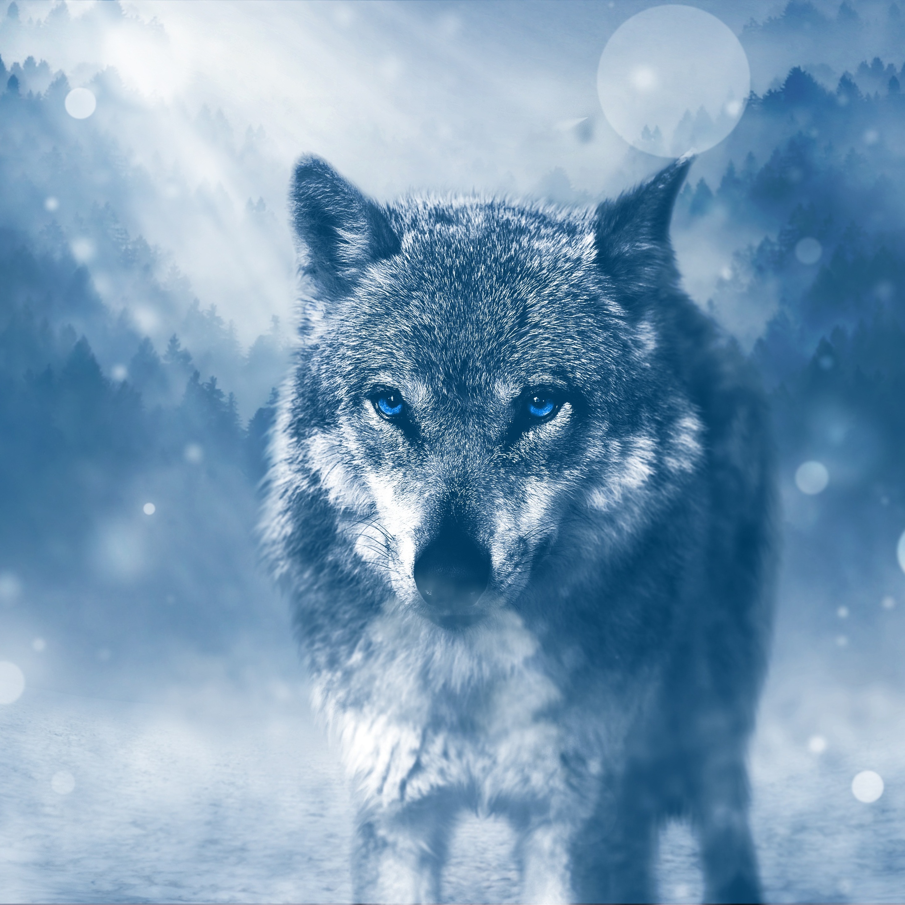 Blue Anime Wolf Wallpapers