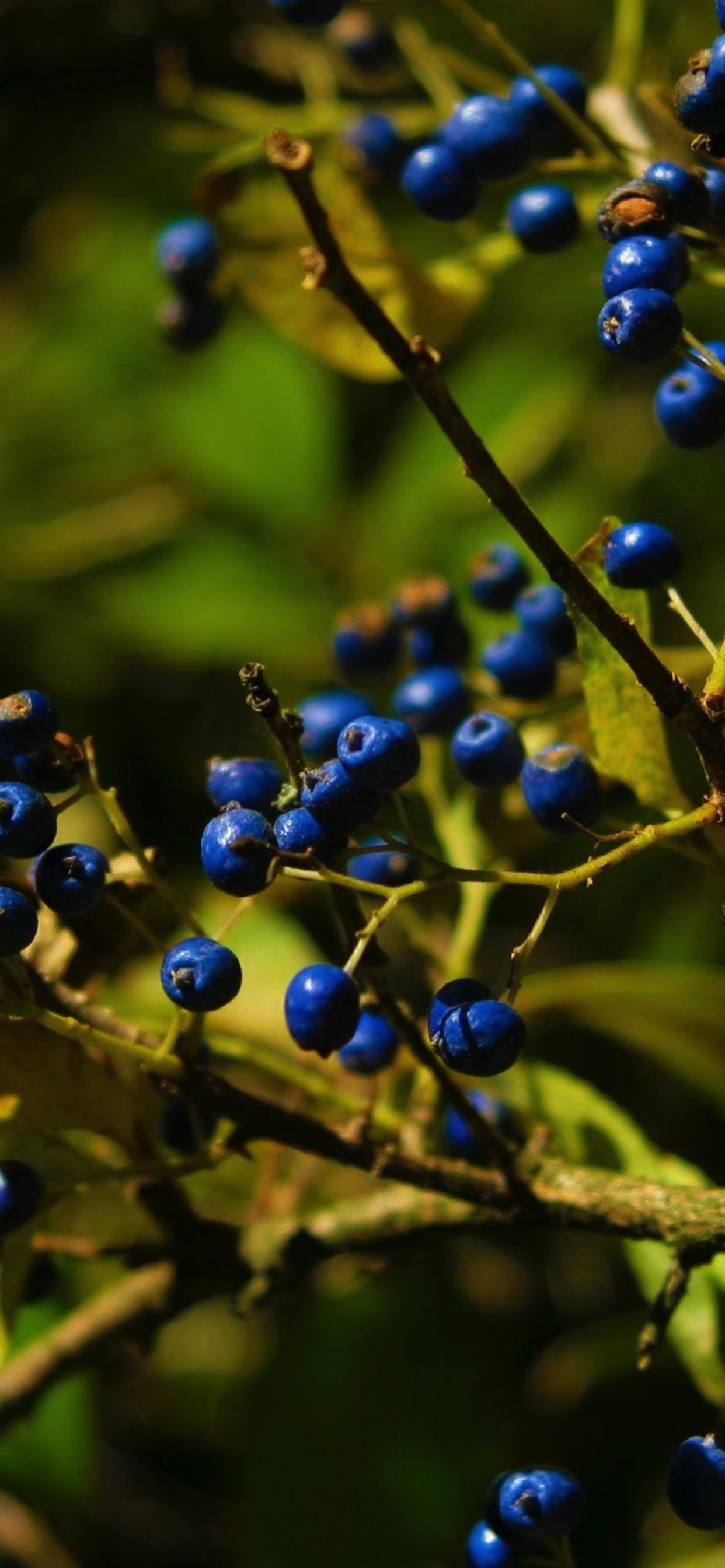 Blue Berry Wallpapers