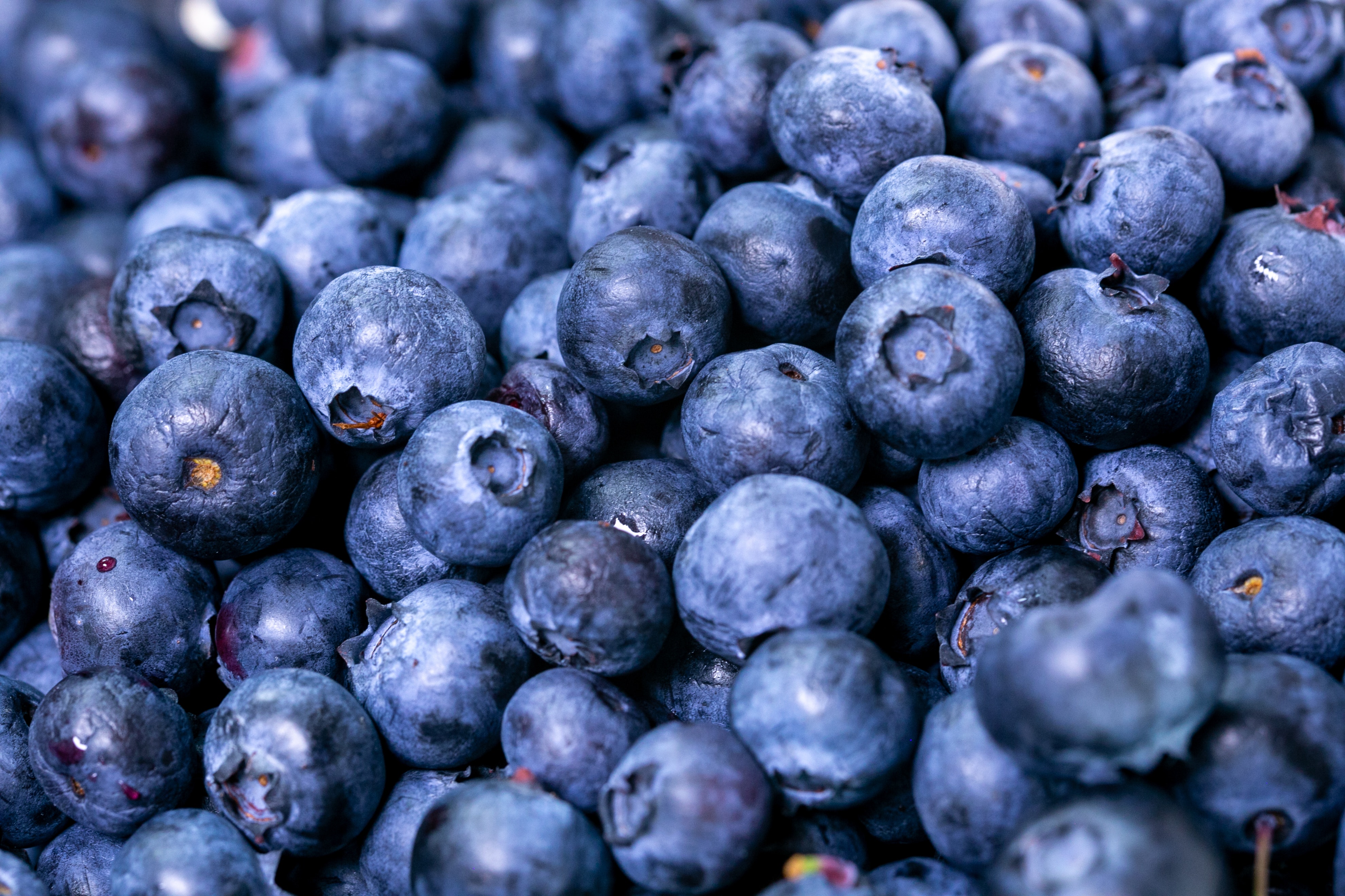 Blue Berry Wallpapers