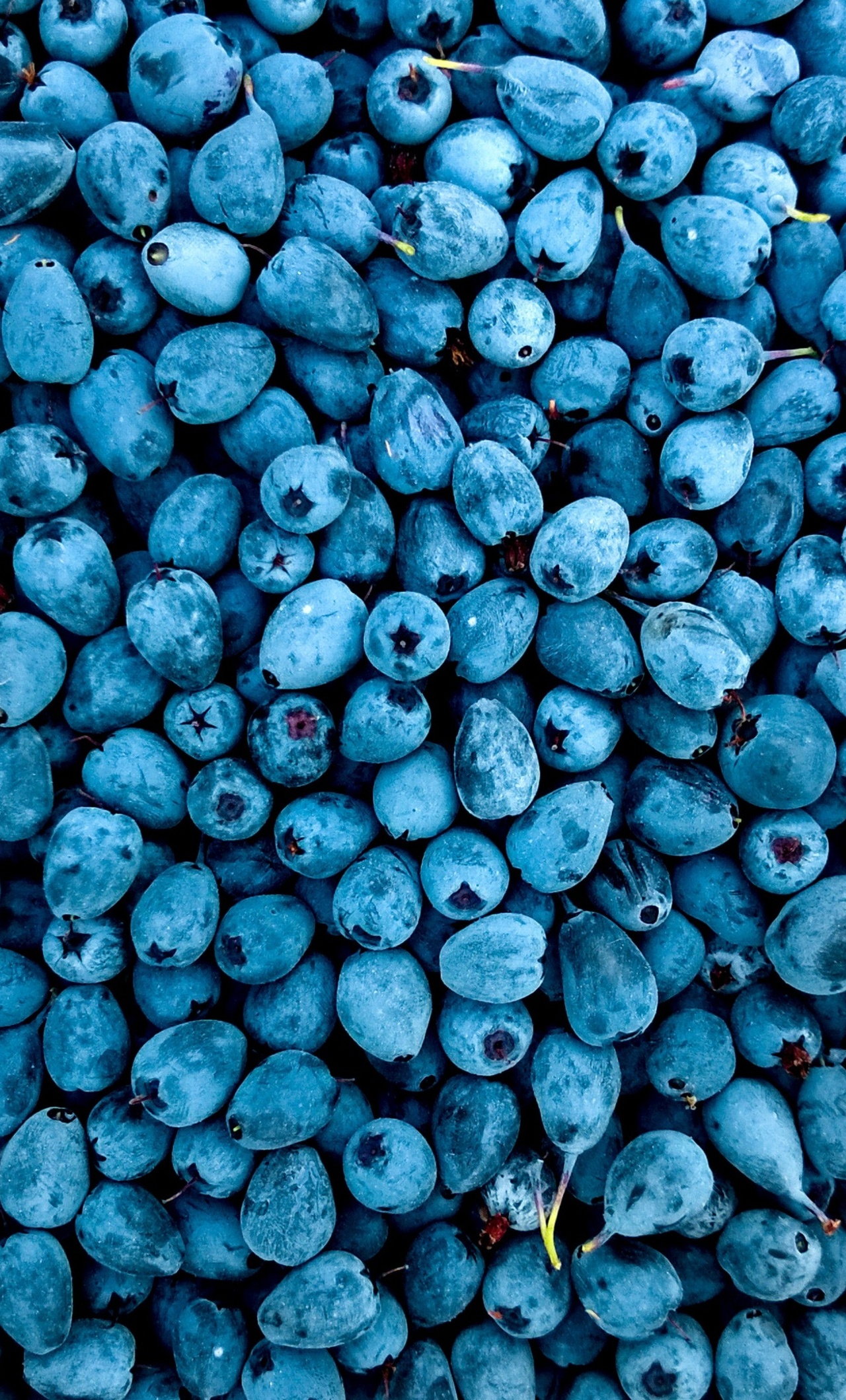 Blue Berry Wallpapers