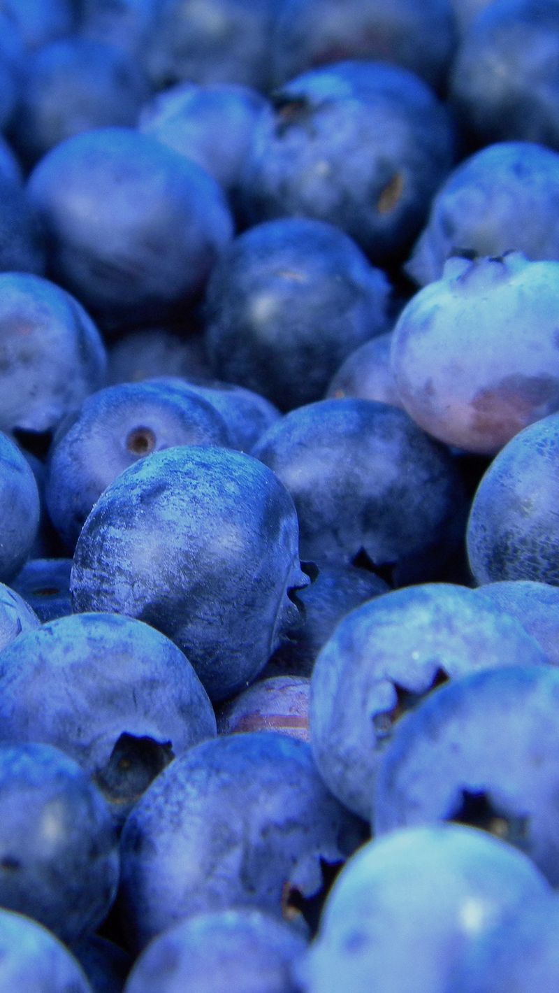 Blue Berry Wallpapers