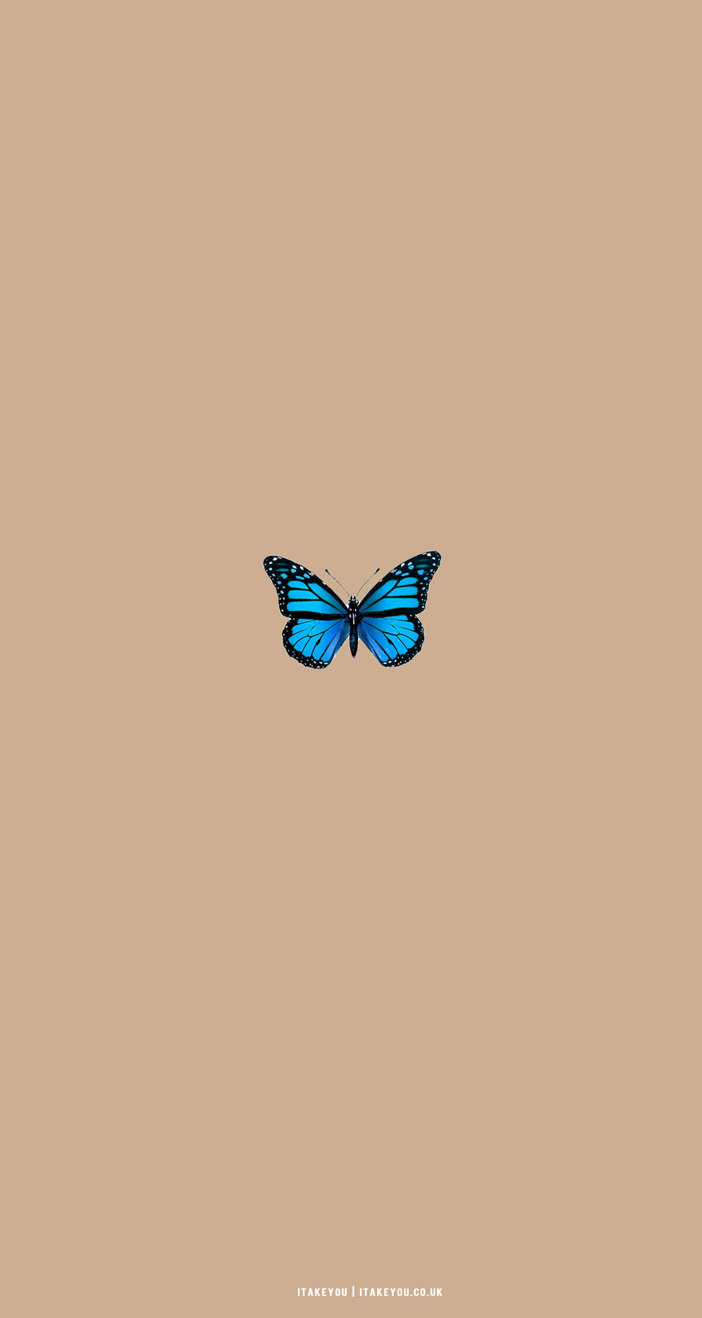 Blue Butterflies Aesthetic Wallpapers