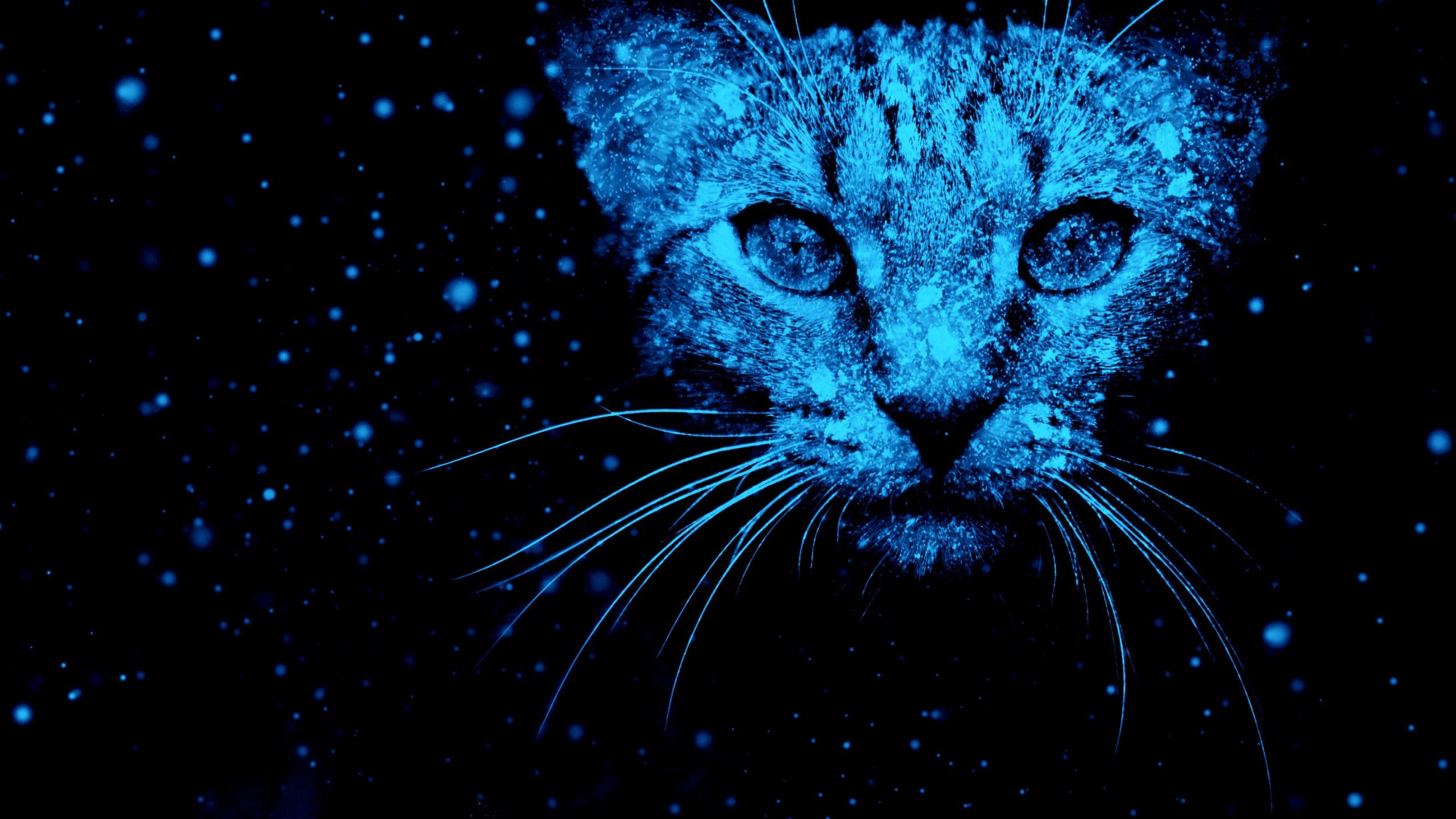 Blue Cat Wallpapers