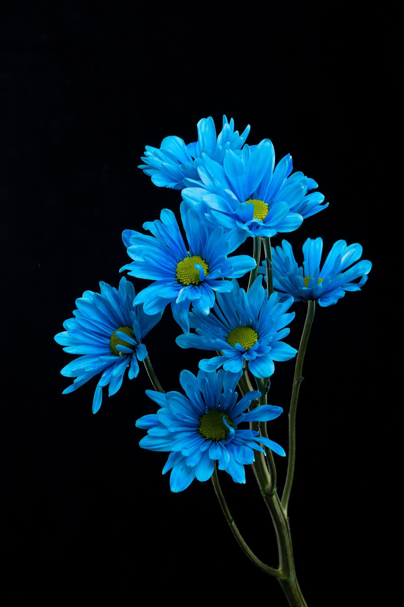 Blue Daisy Wallpapers