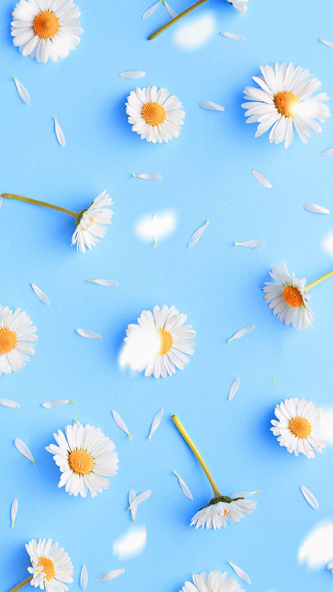 Blue Daisy Wallpapers