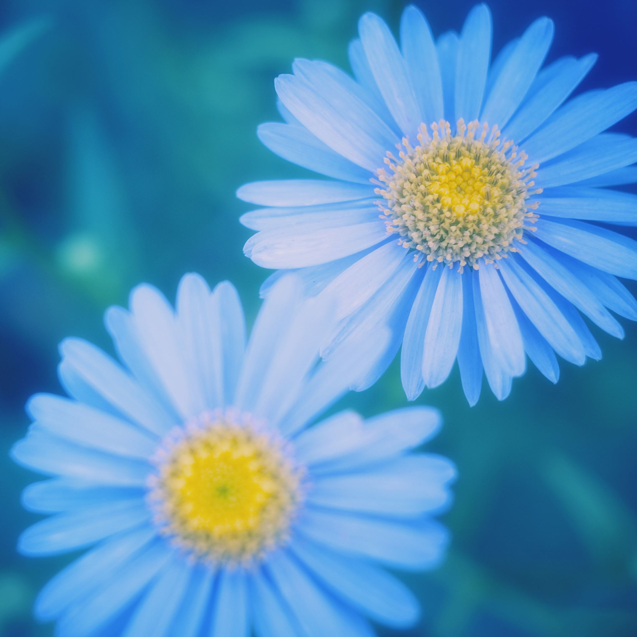 Blue Daisy Wallpapers