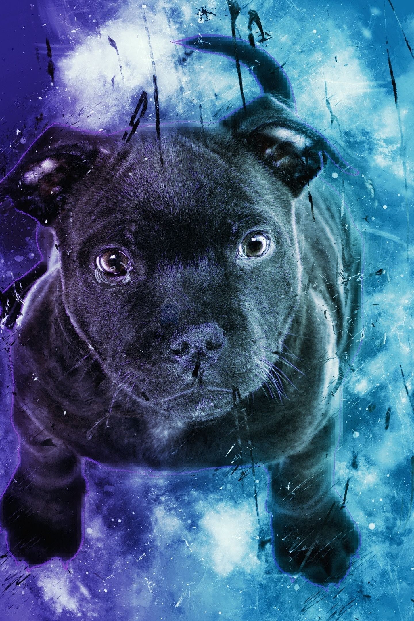 Blue Dog Wallpapers