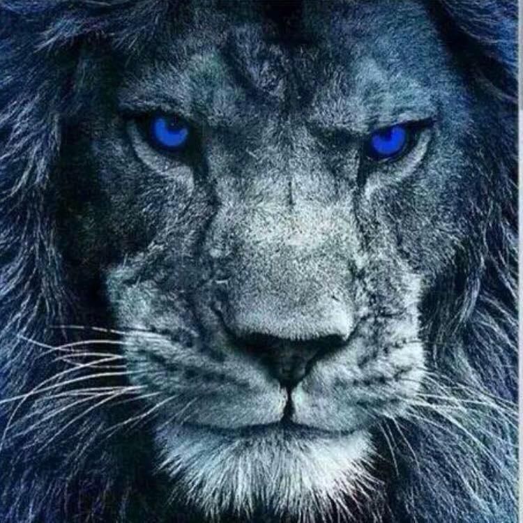 Blue Eye Lion Wallpapers