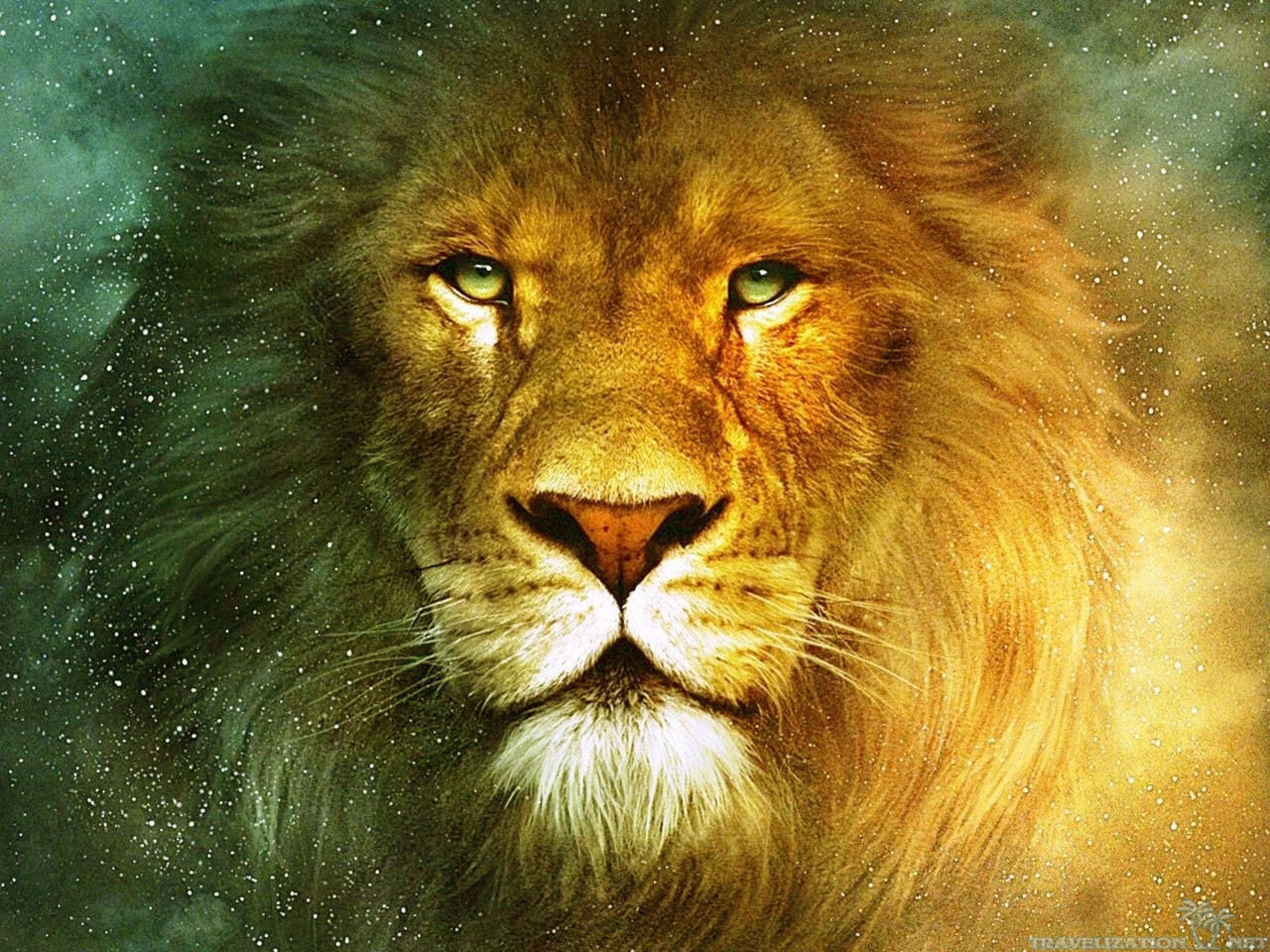 Blue Eye Lion Wallpapers