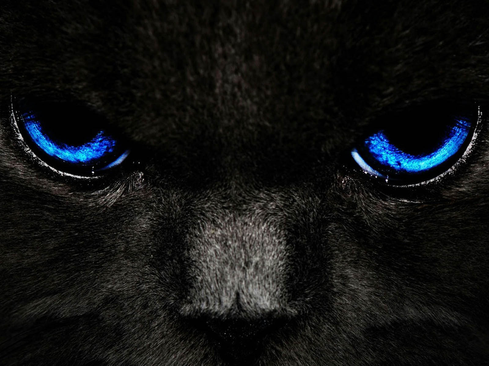 Blue Eye Lion Wallpapers