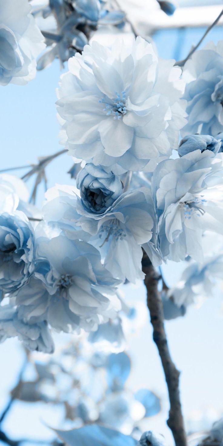 Blue Flowers Aesthetic Wallpapers