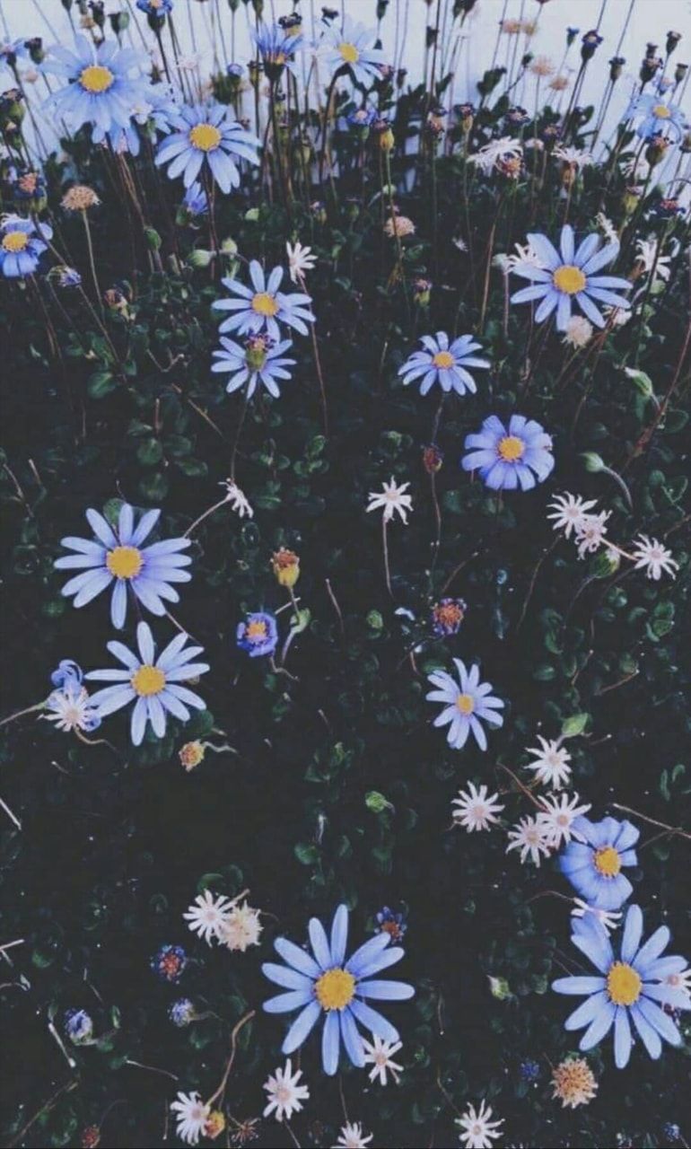 Blue Flowers Aesthetic Wallpapers