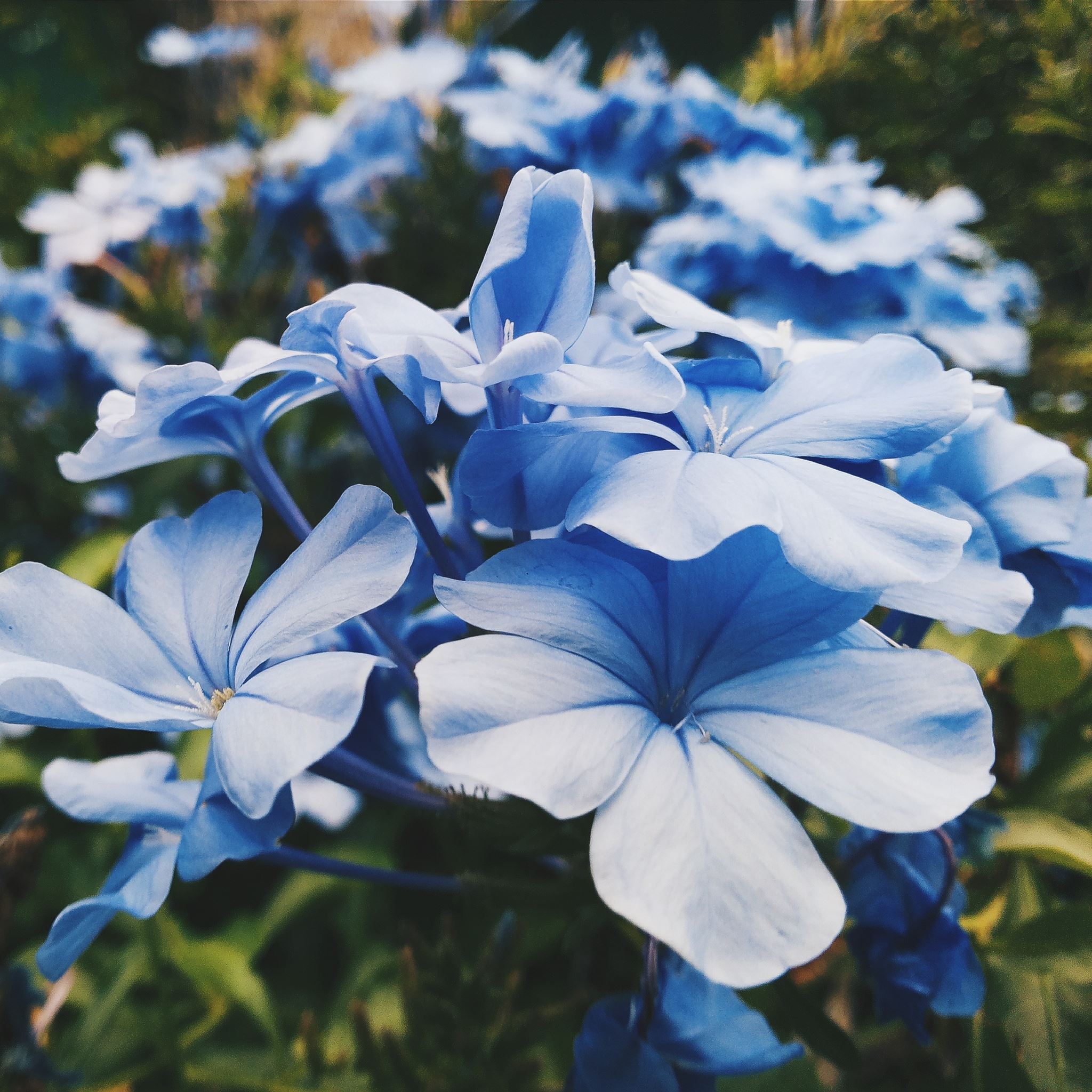 Blue Flowers Aesthetic Wallpapers