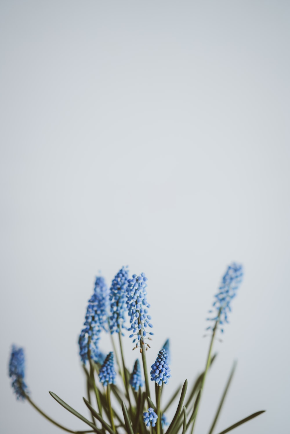 Blue Flowers Aesthetic Wallpapers