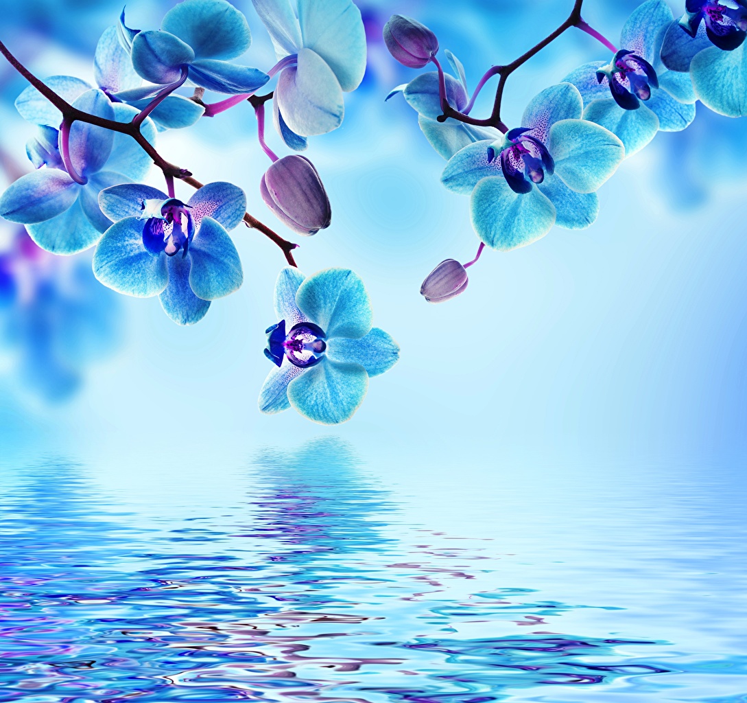 Blue Flowers Aesthetic Wallpapers