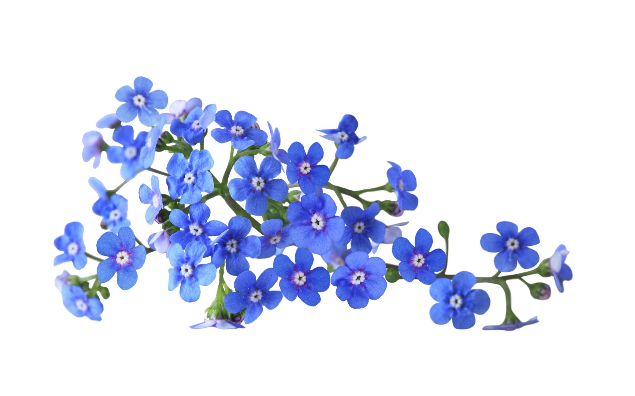 Blue Flowers Aesthetic Wallpapers