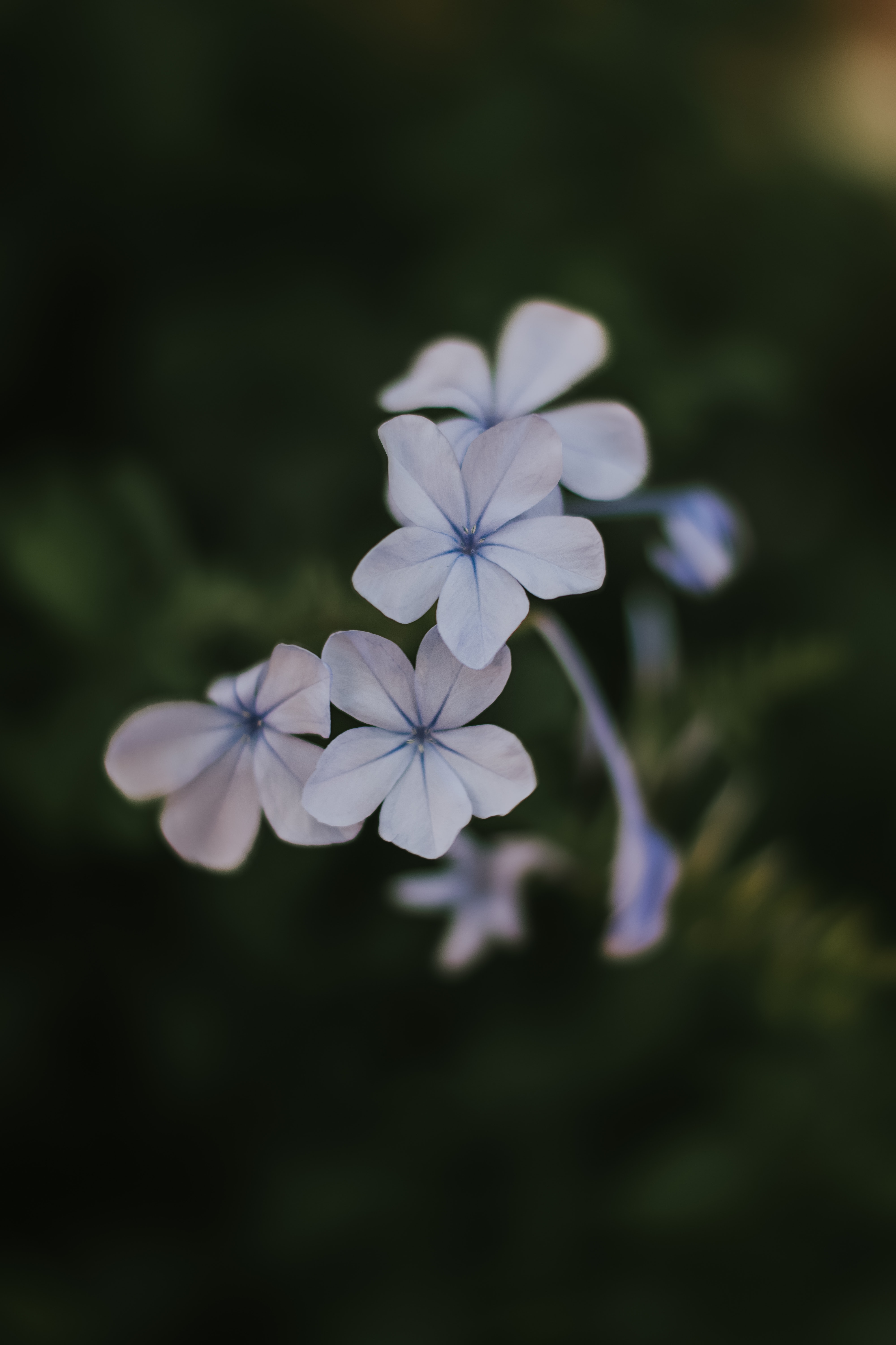 Blue Flowers Aesthetic Wallpapers