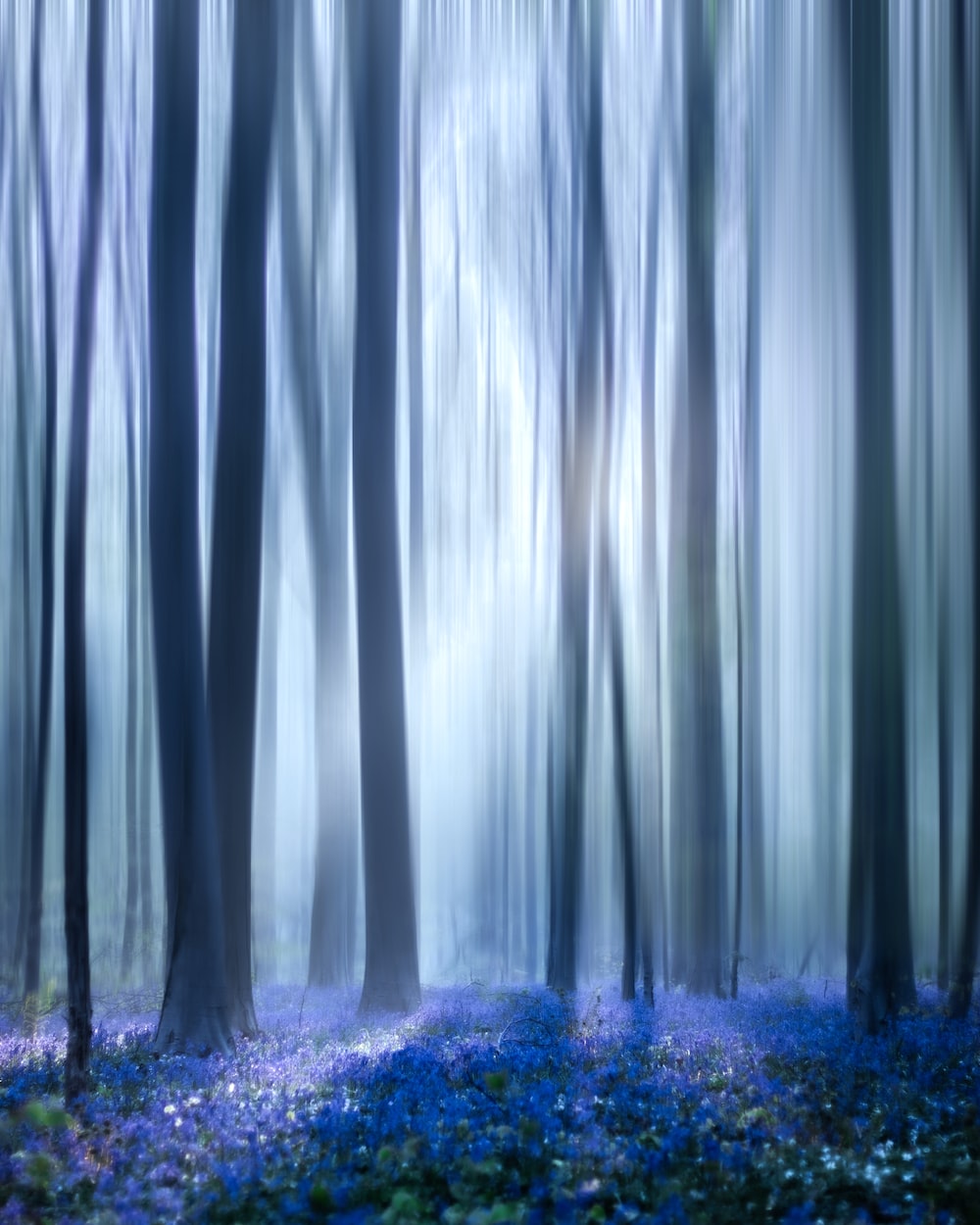 Blue Forest Wallpapers
