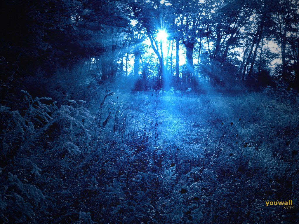 Blue Forest Wallpapers