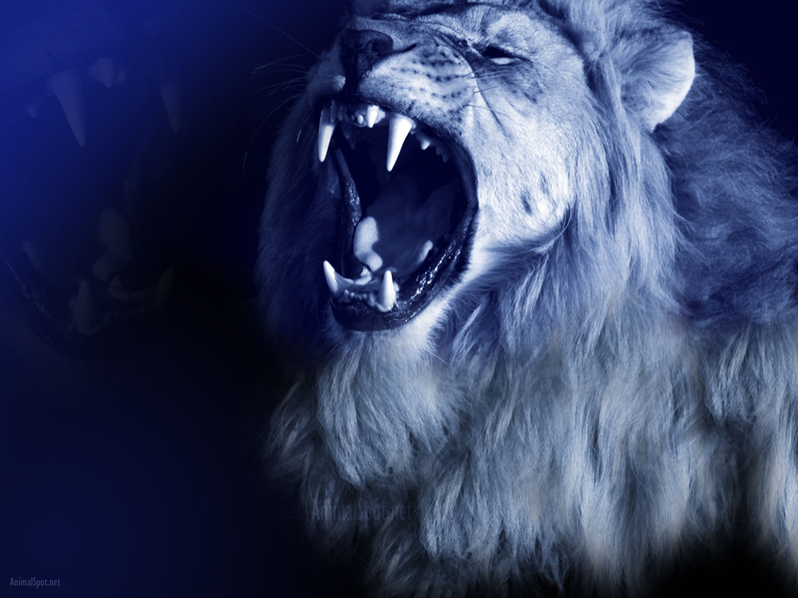 Blue Lion Wallpapers