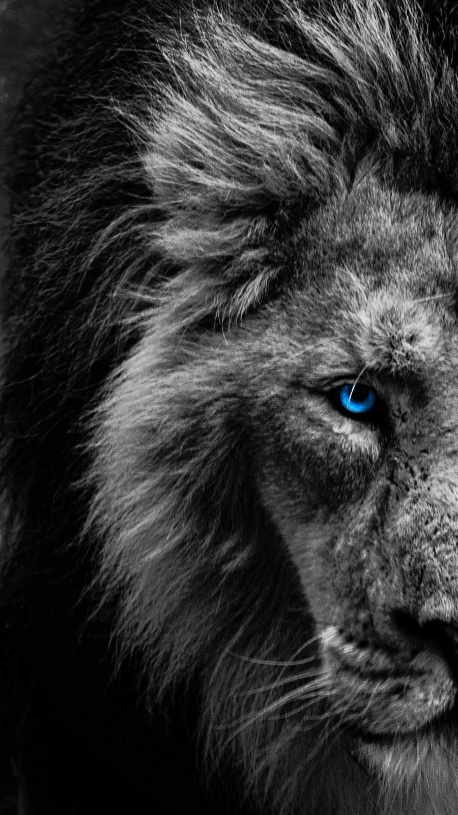 Blue Lion Wallpapers