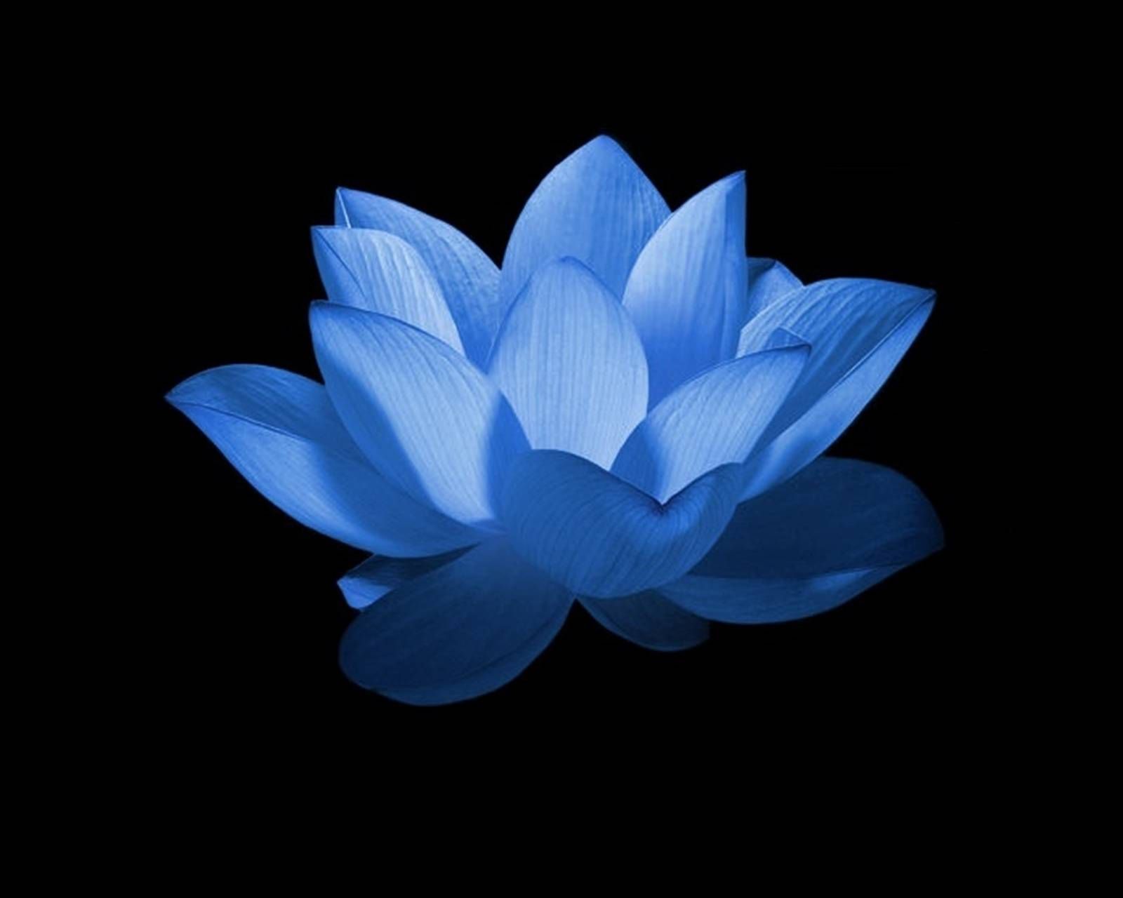 Blue Lotus Flower Painting Wallpapers