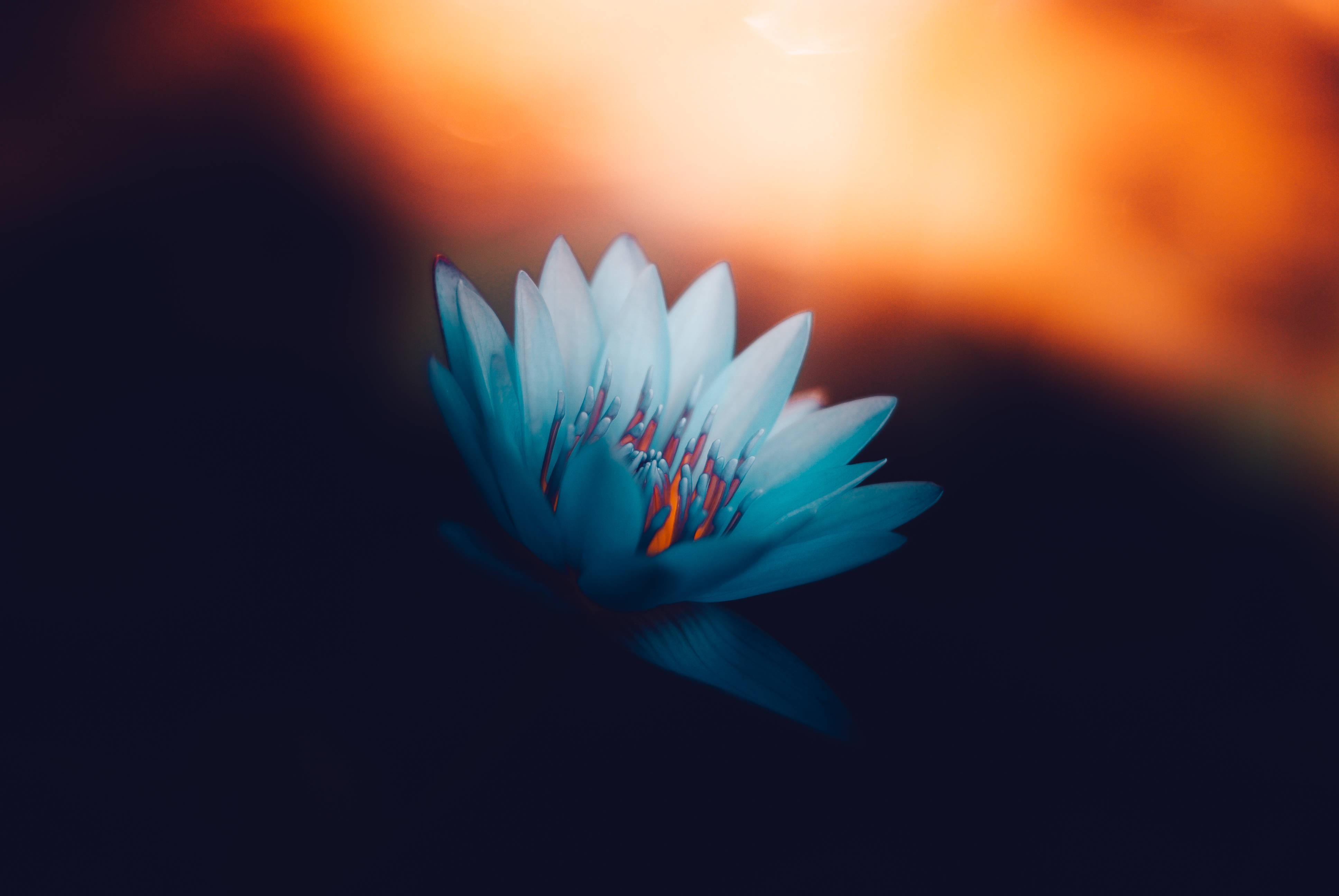 Blue Lotus Flower Painting Wallpapers