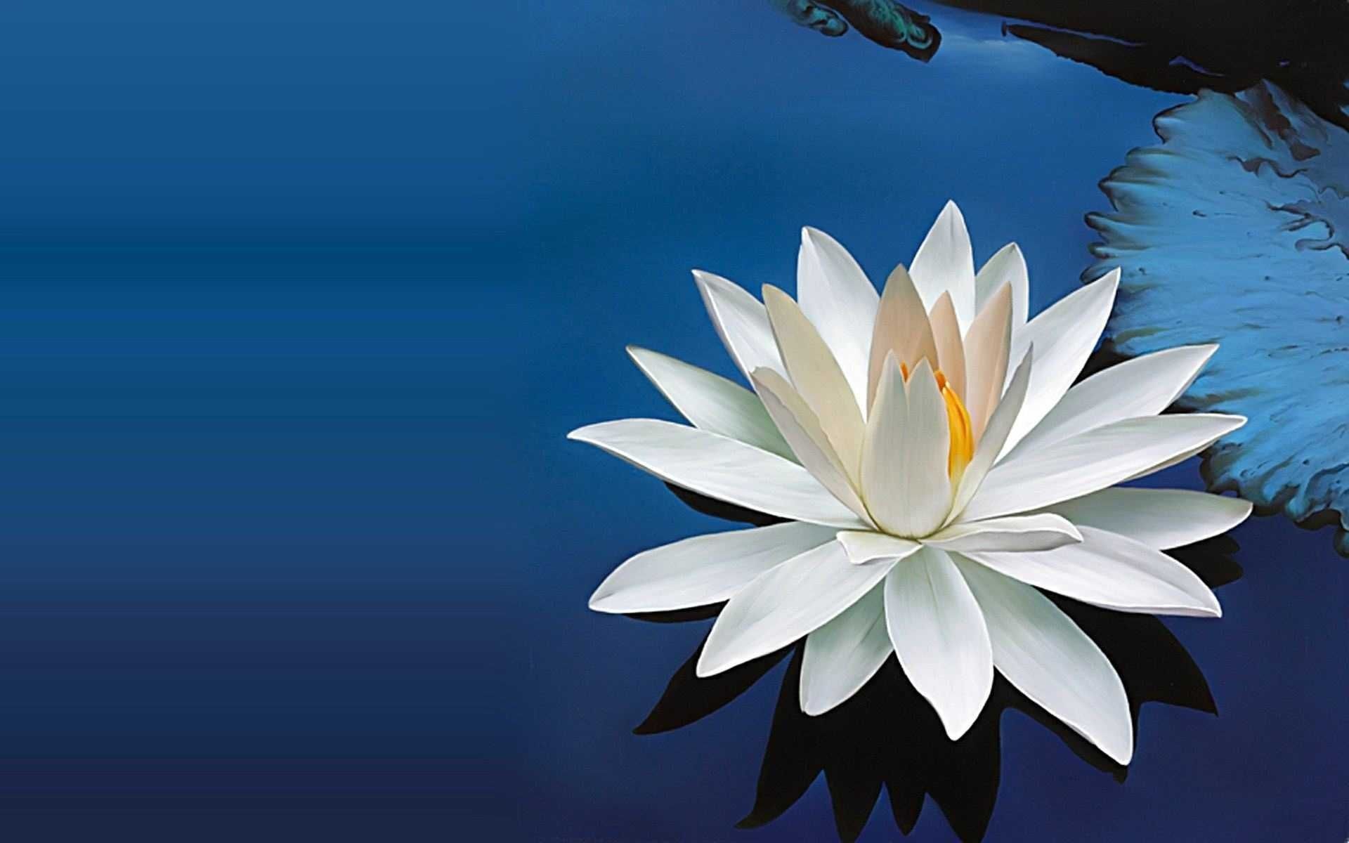 Blue Lotus Flower Painting Wallpapers