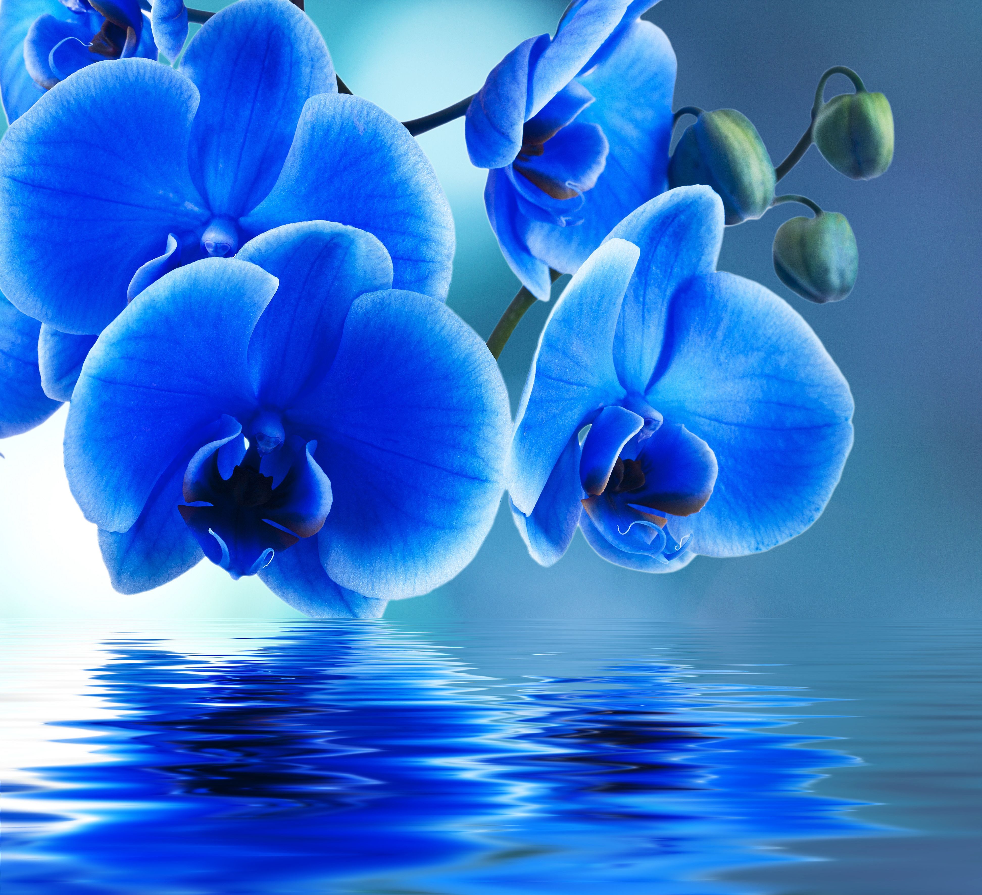 Blue Orchid Wallpapers